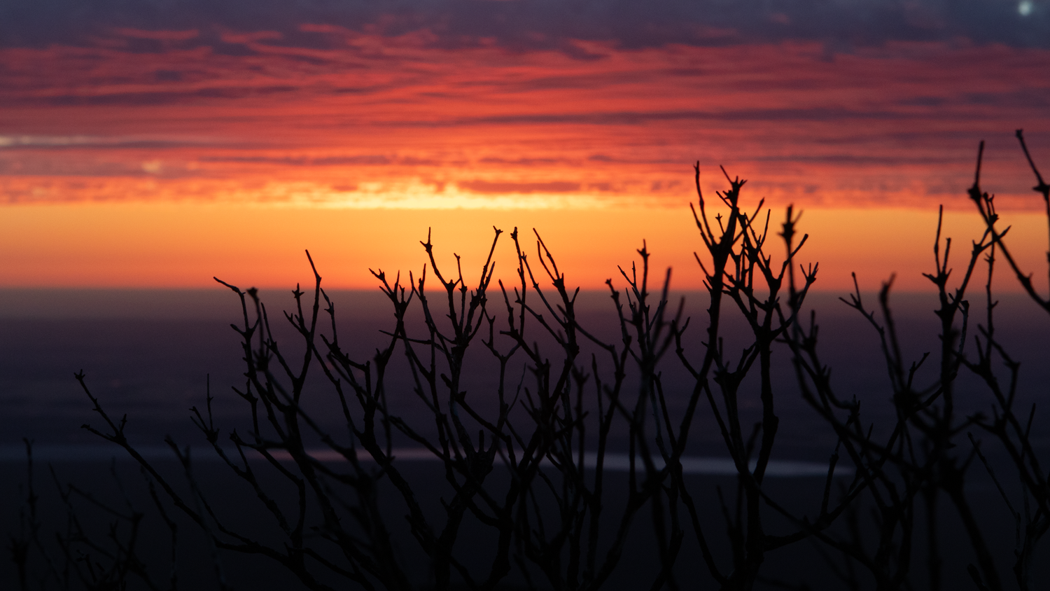 Silhouetted bare branches against a stunning red and orange twilight horizon sunset.