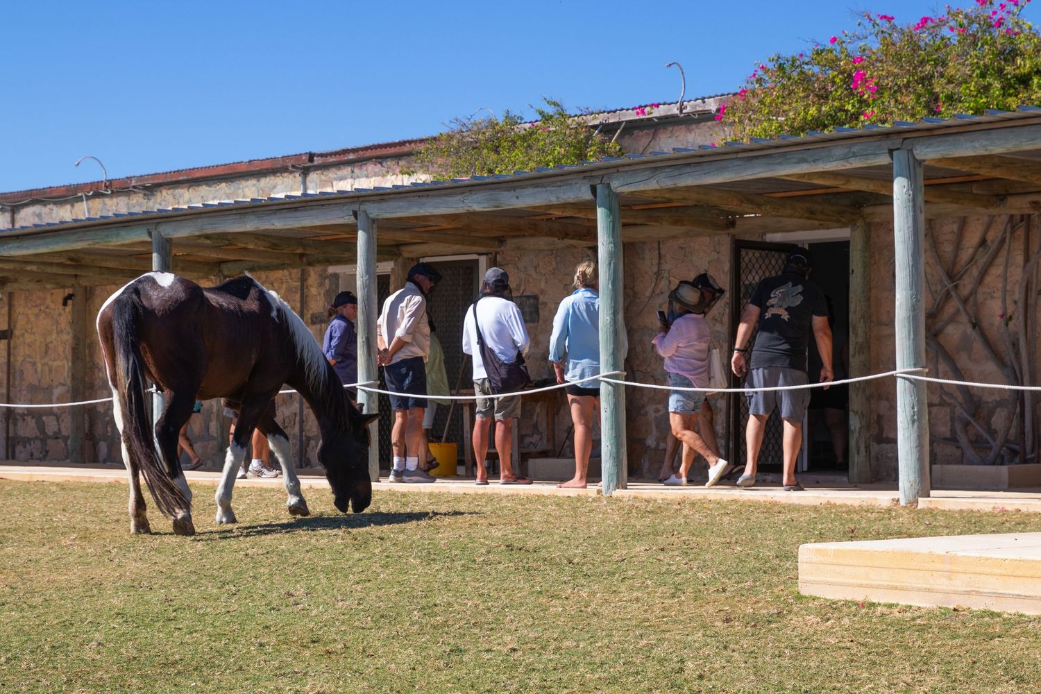 Horse grazing near tourists visiting a rustic historic homestead with verandah in Western Australia.