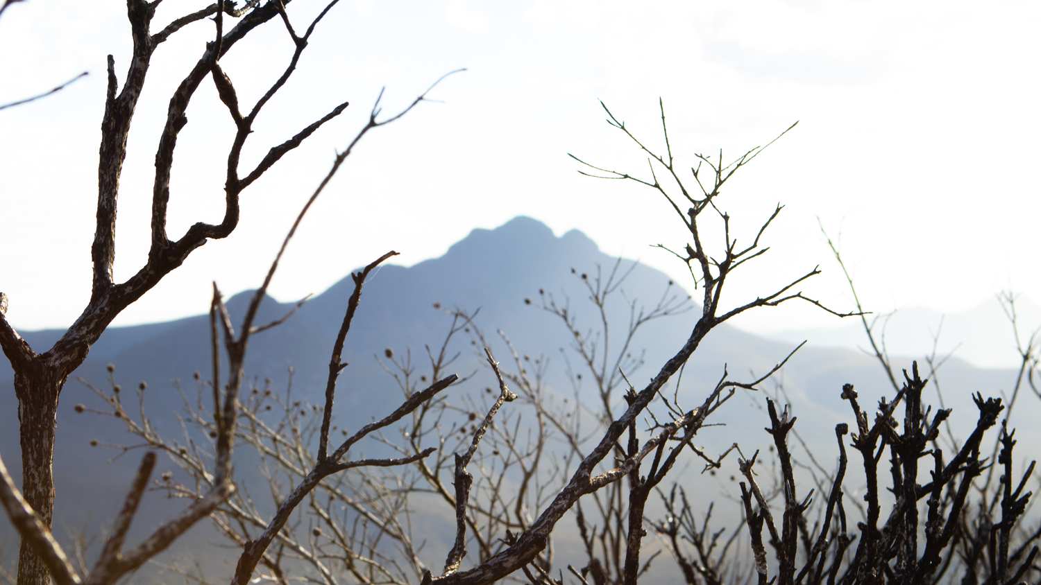 Bare winter tree branches silhouetted against a misty mountain peak landscape.
