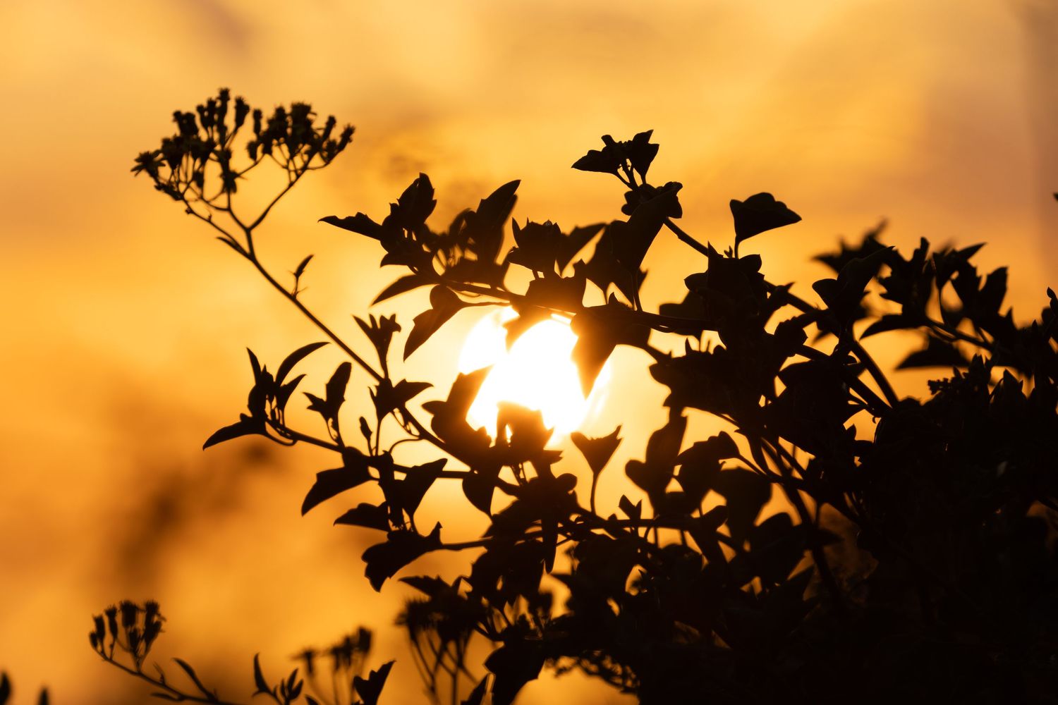 Silhouette of leafy plant branches against a vibrant golden orange sunset sky with sun peeking through the foliage.
