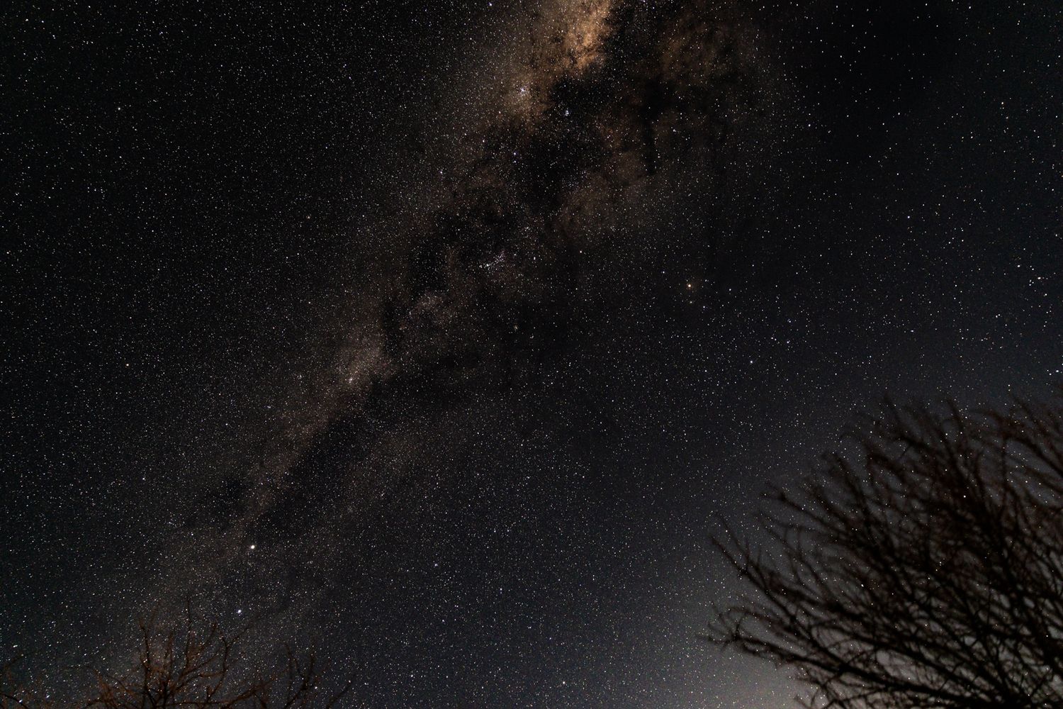 Stunning Milky Way galaxy stretching across a dark night sky with silhouetted bare tree branches in the foreground.