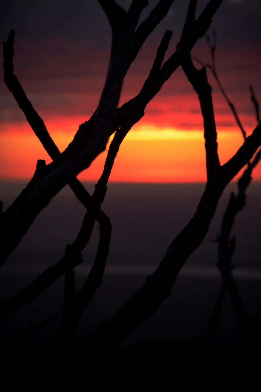 Dramatic silhouette of bare tree branches against a vivid red and orange sunset sky over the ocean.