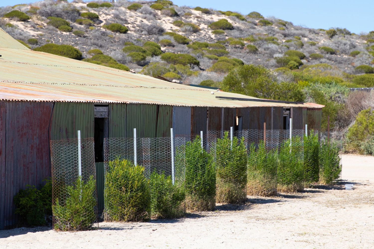 Rustic corrugated iron shed with wire fencing and native shrubs in an arid Australian landscape.