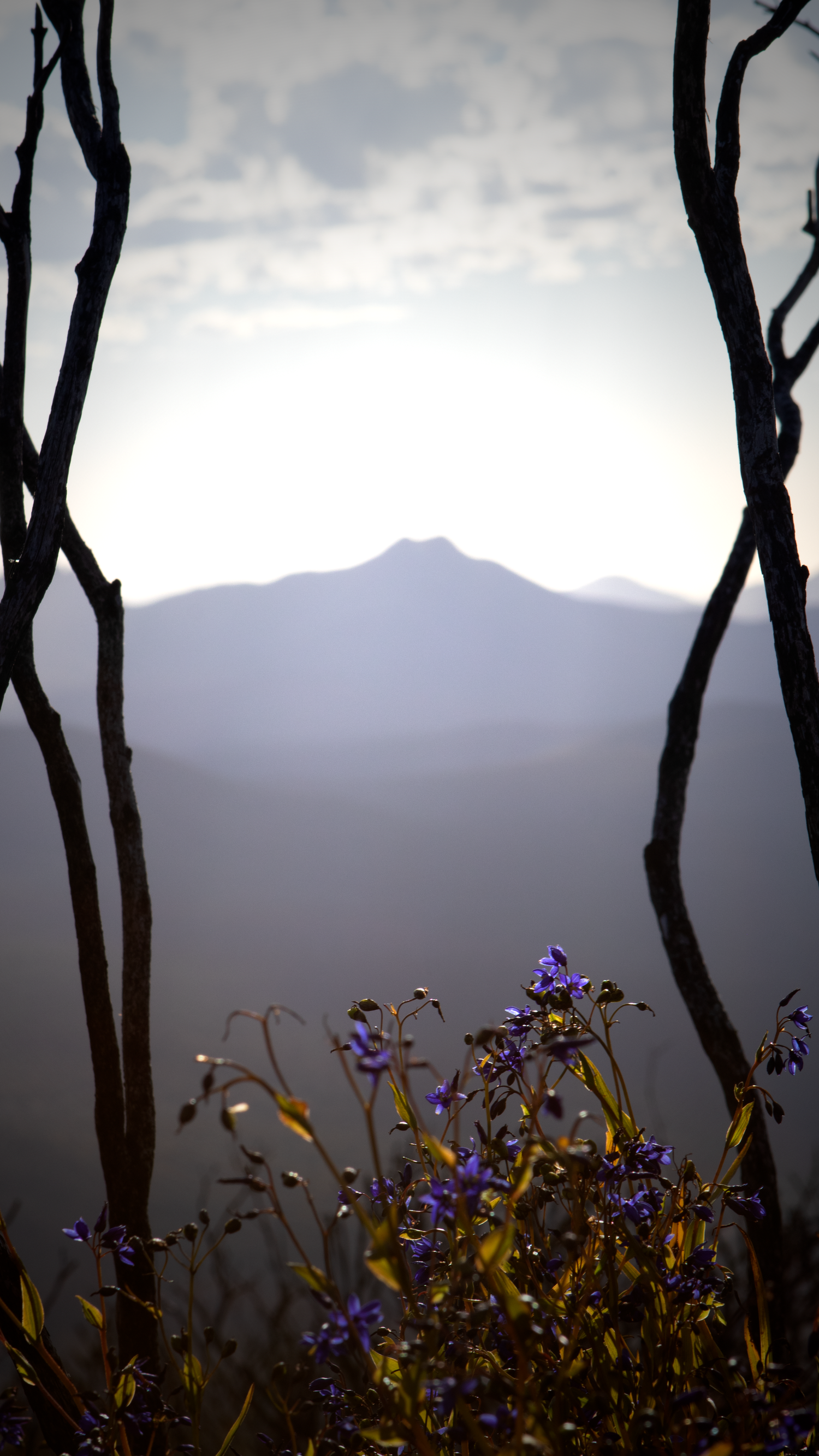 Purple wildflowers and bare tree branches frame a misty mountain peak under a soft glowing sky.