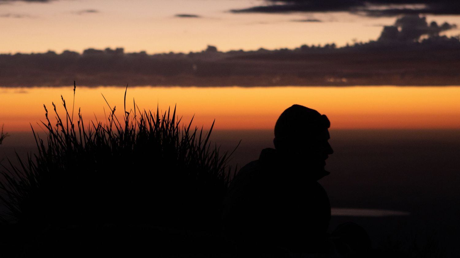 Silhouette of person and grass plant against a warm orange dusk horizon.