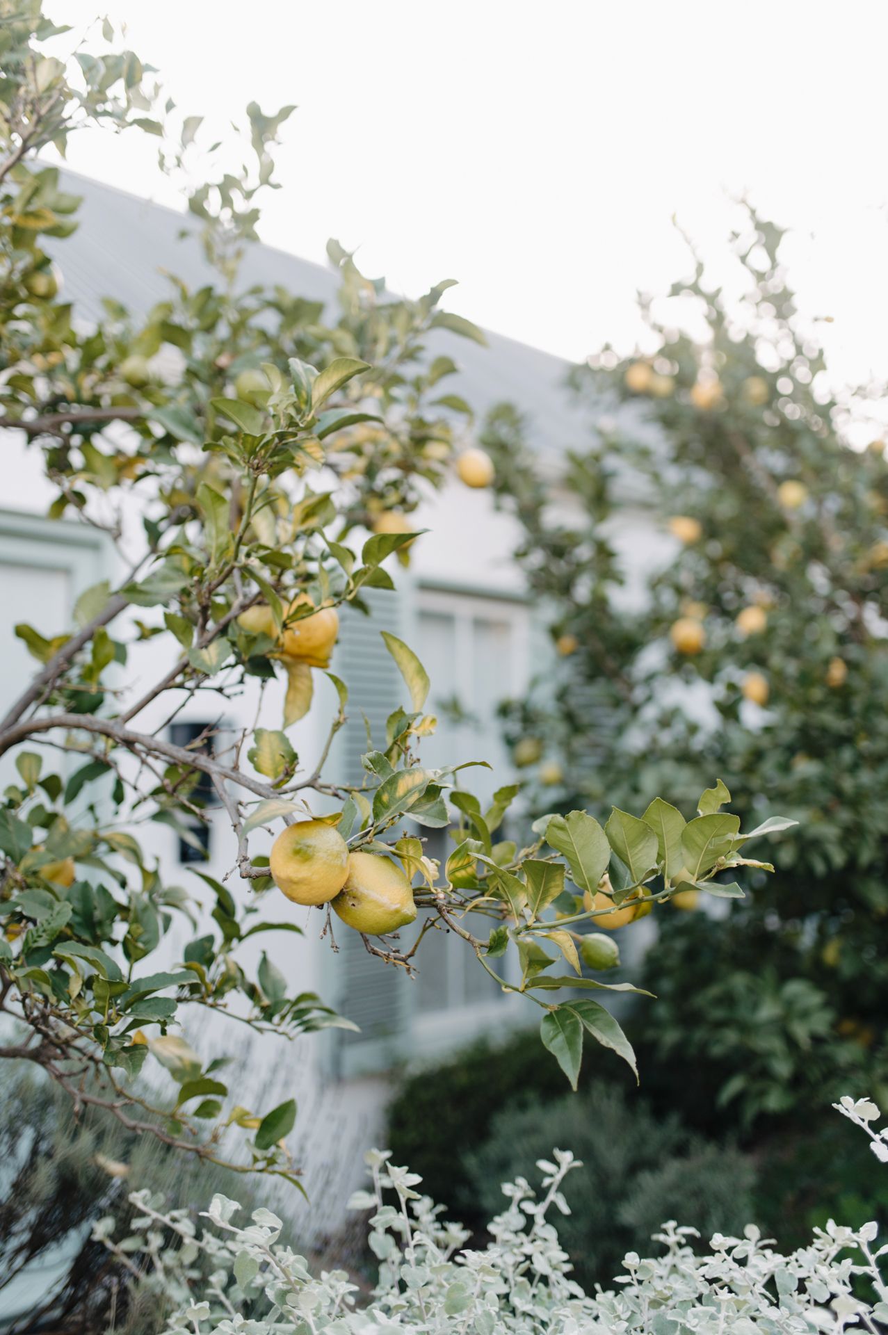 Yellow apples growing on tree branches against a blurred white building and garden background in soft light.