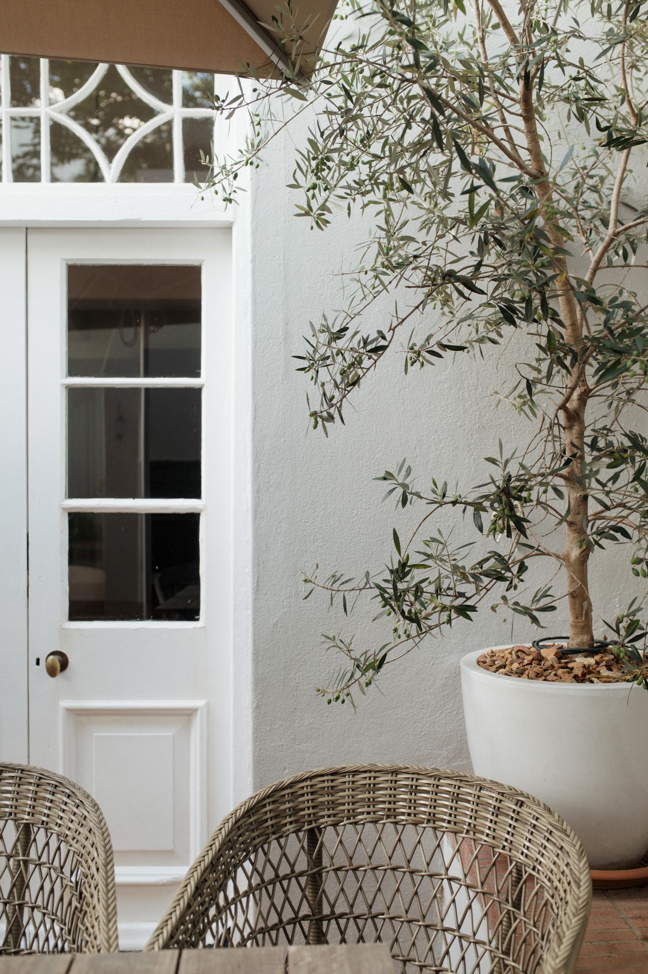 Minimalist white interior space with wicker chairs and olive trees in pots against a white wall.