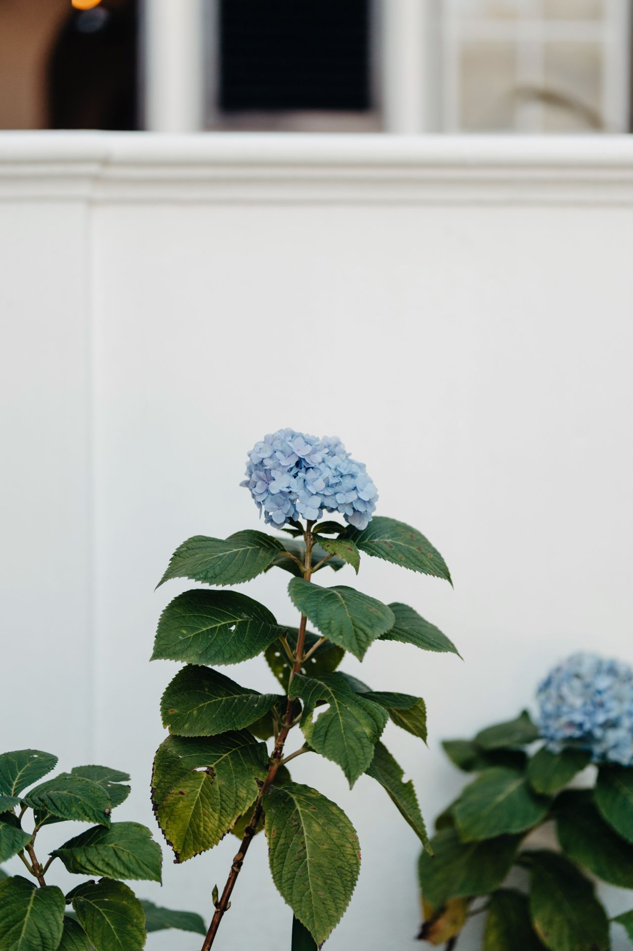 Light blue hydrangea flowers with green leaves against a white background in a minimalist garden setting.