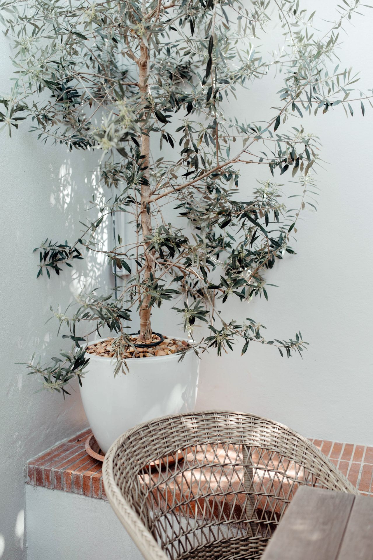 Wicker rattan chair sits beneath an olive tree with delicate leaves against a white wall.