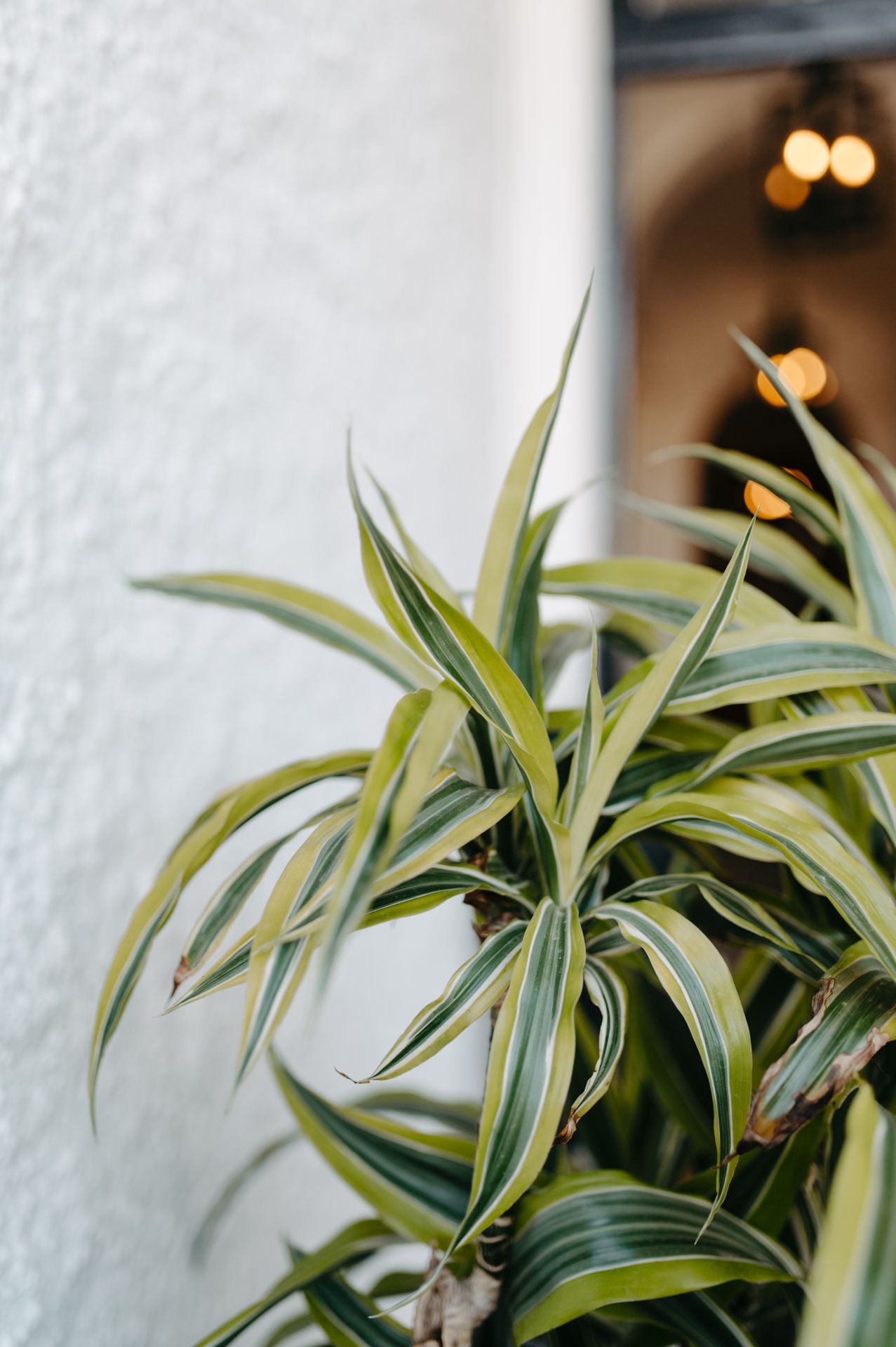 Close-up view of a variegated dracaena plant with striped green and yellow leaves in soft focus.