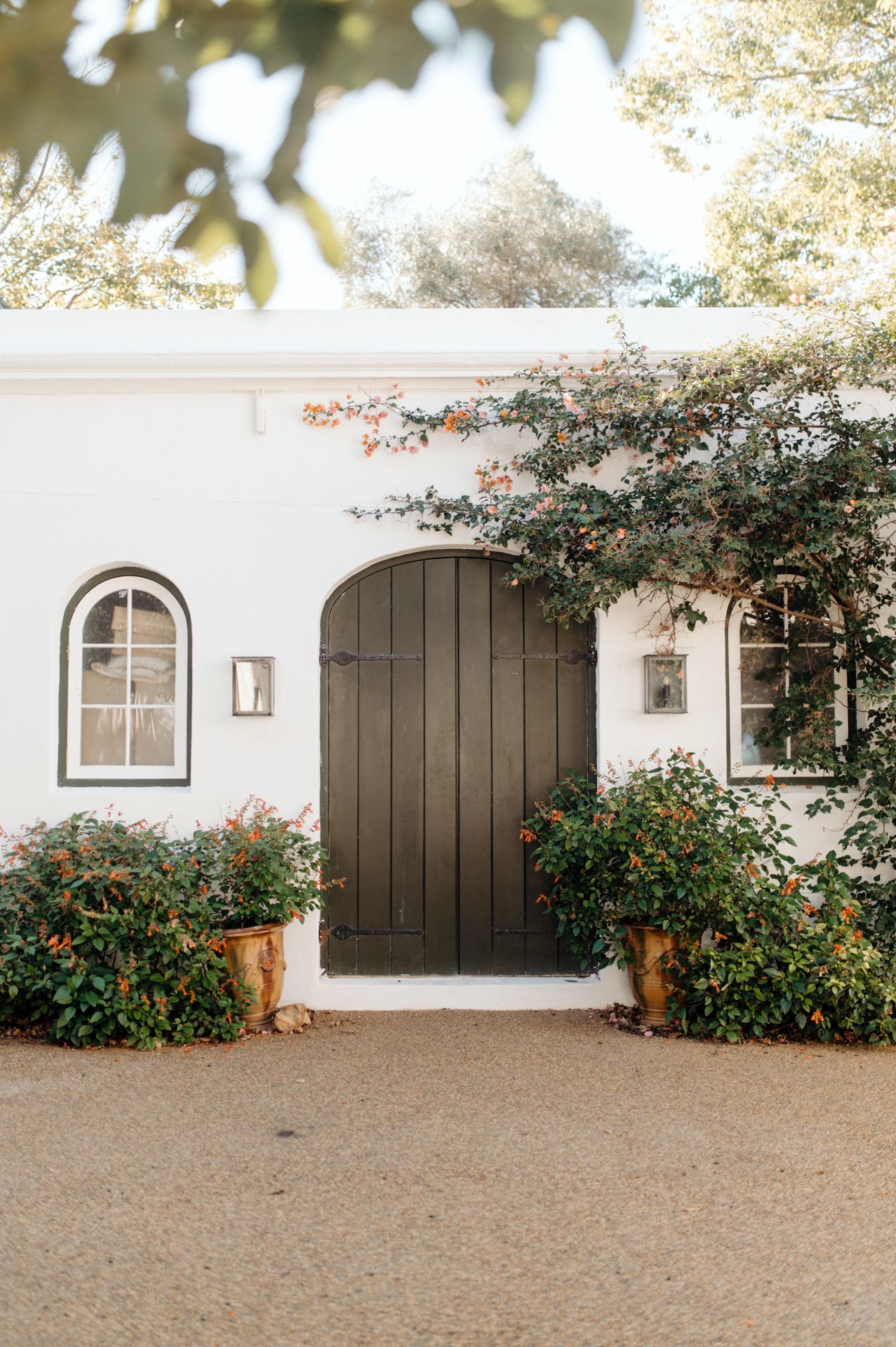White stucco wall with dark wooden gate and arched window frames features blooming red camellia bushes along the base.