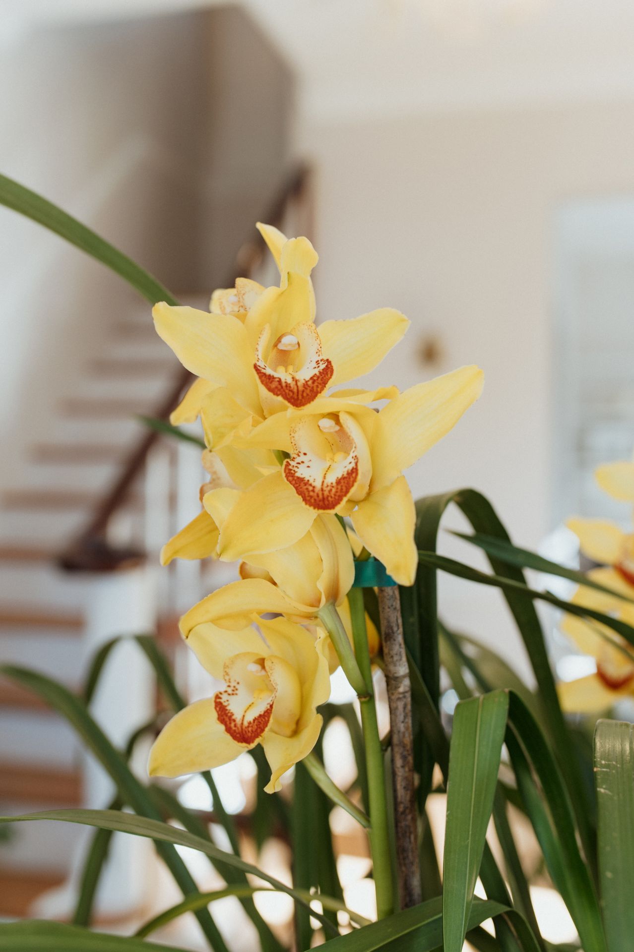 A series of yellow cymbidium orchids with orange centers bloom against green leaves in soft natural light.