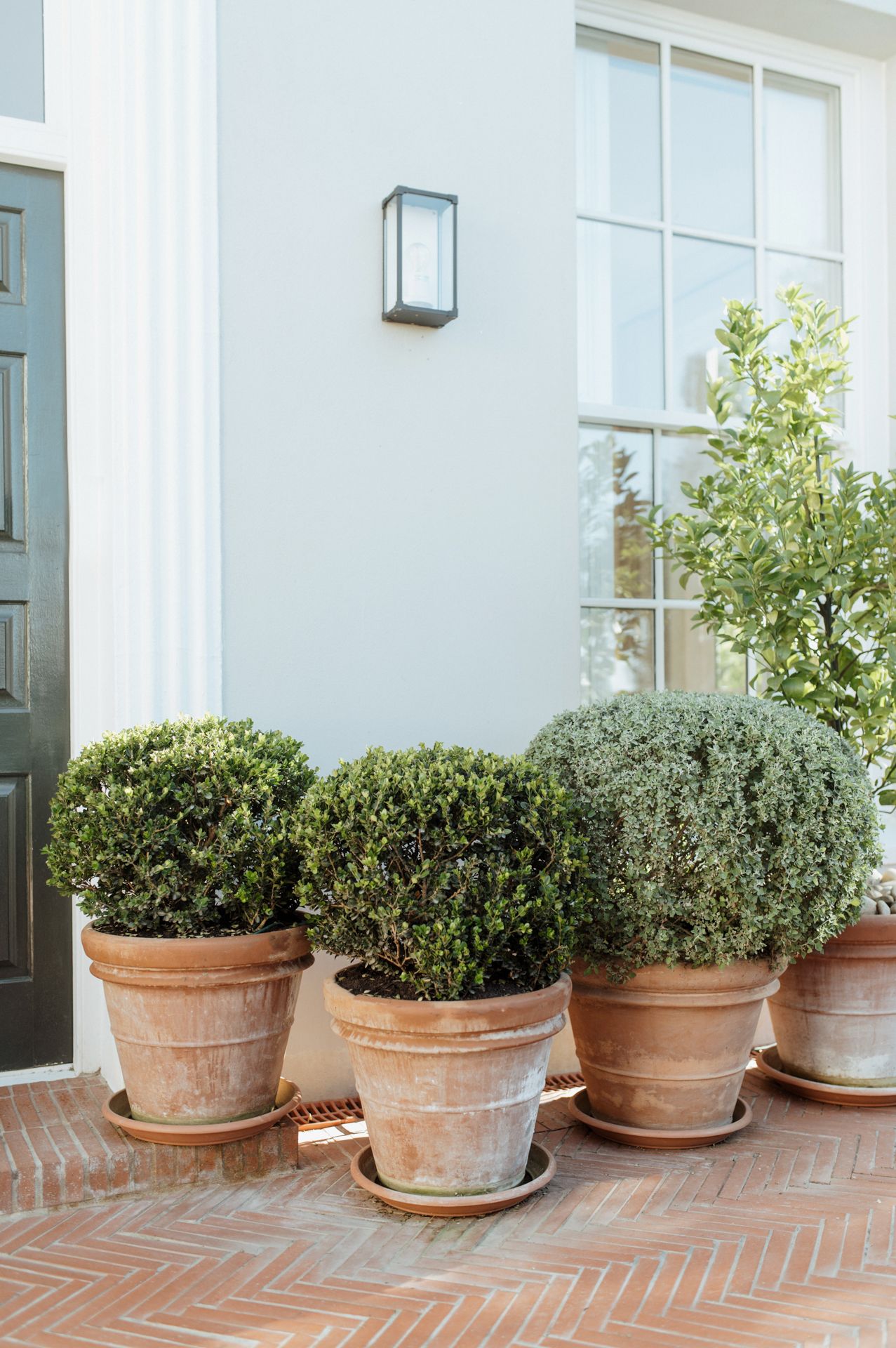 A row of terracotta potted boxwood shrubs line up along a white building's brick patio.