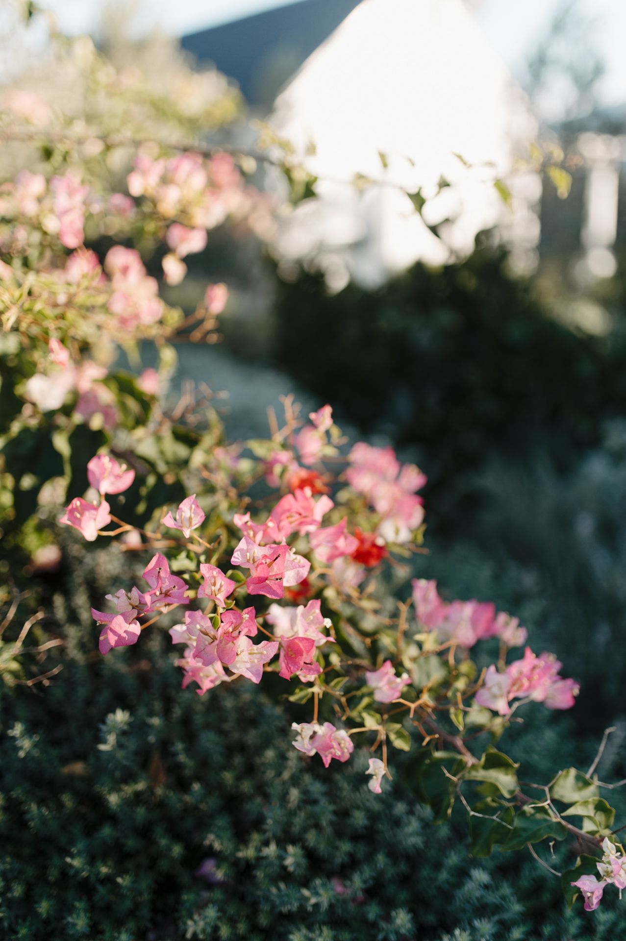 Pink bougainvillea flowers bloom against dark green foliage in a garden setting during golden hour sunlight.