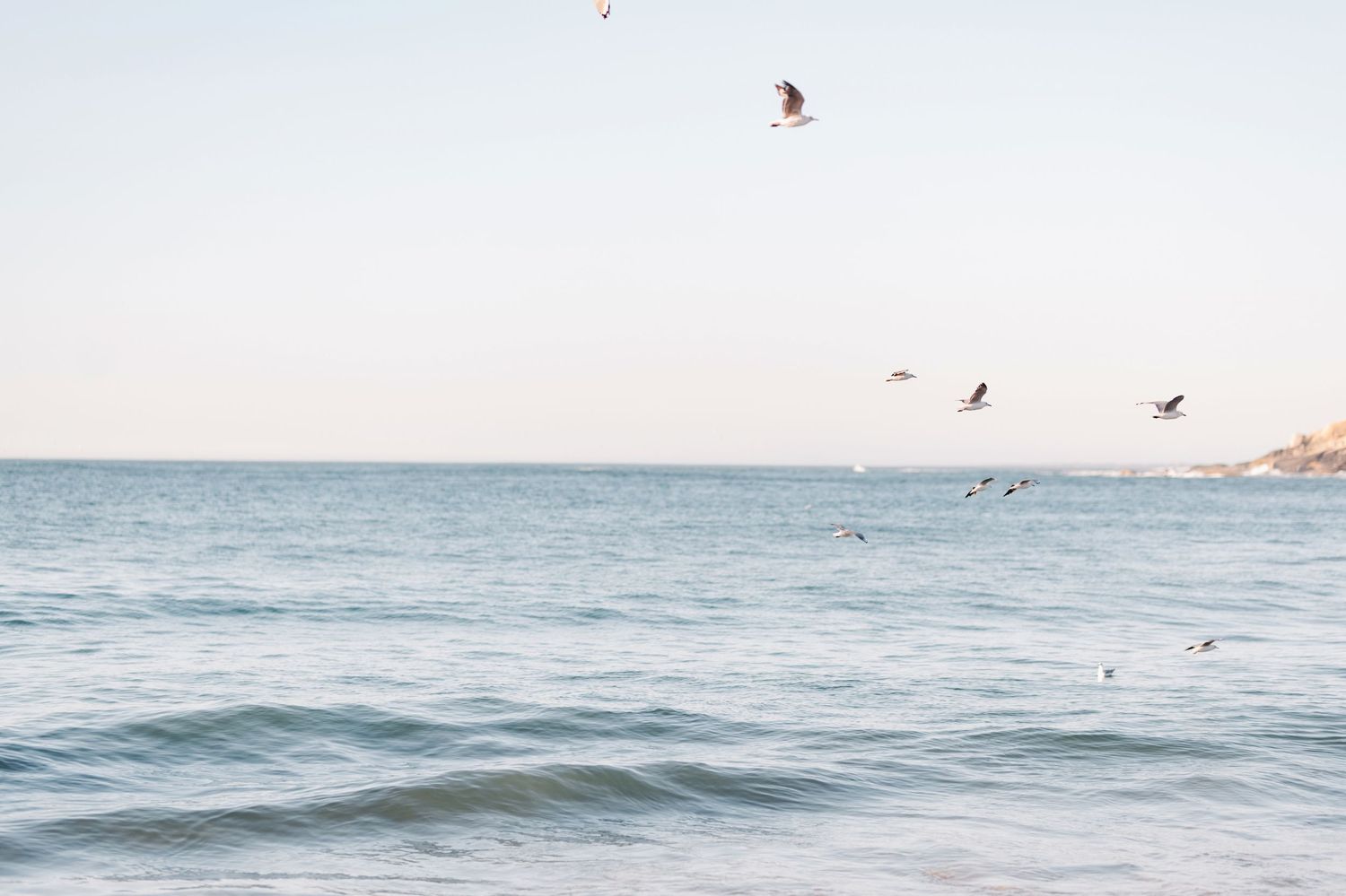 Aerial seabirds soar over gentle ocean waves beneath a soft cloudy sky at sunset.