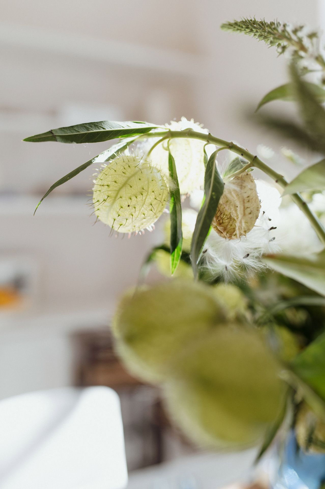 Close-up macro photography of white button-shaped flowers with green leaves against a soft blurred background.