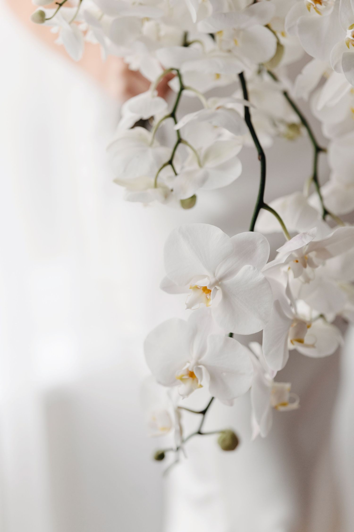 Delicate white phalaenopsis orchid blooms with yellow centers cascade elegantly against a soft light background.