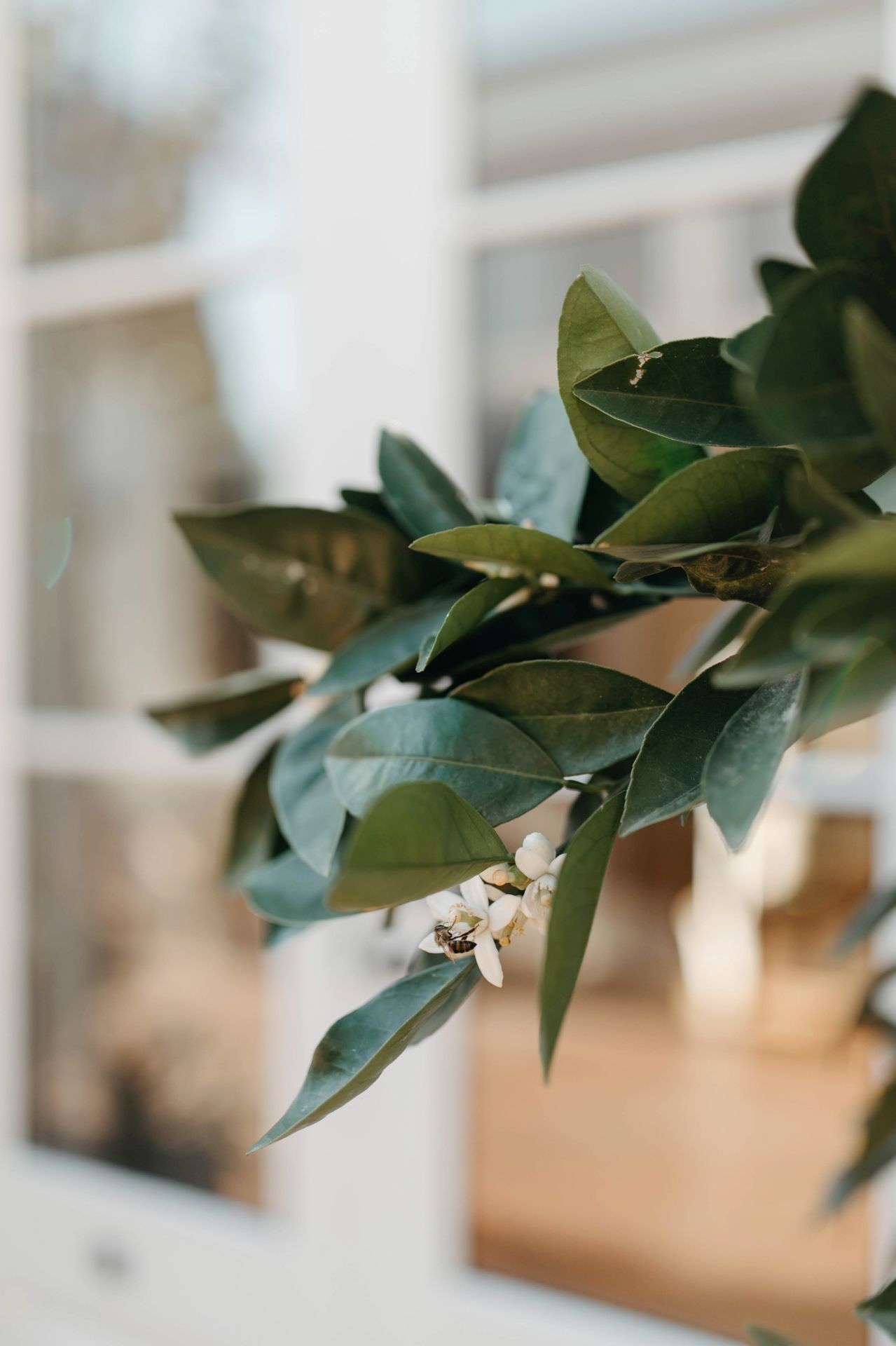Green leaves and delicate white flowers on a branch against a blurred interior background with soft natural lighting.