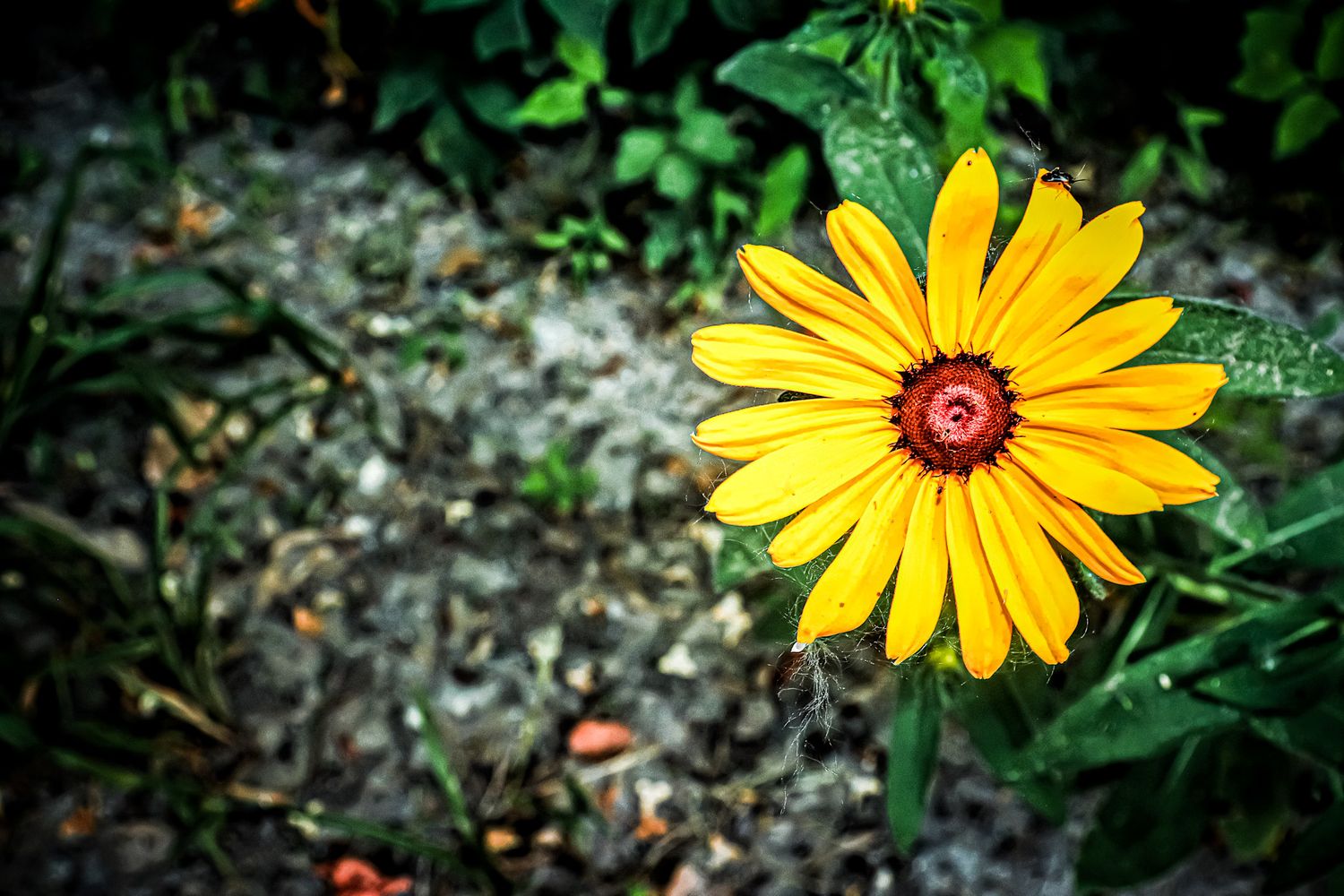 Yellow daisy flower blooming in stages against green foliage background.