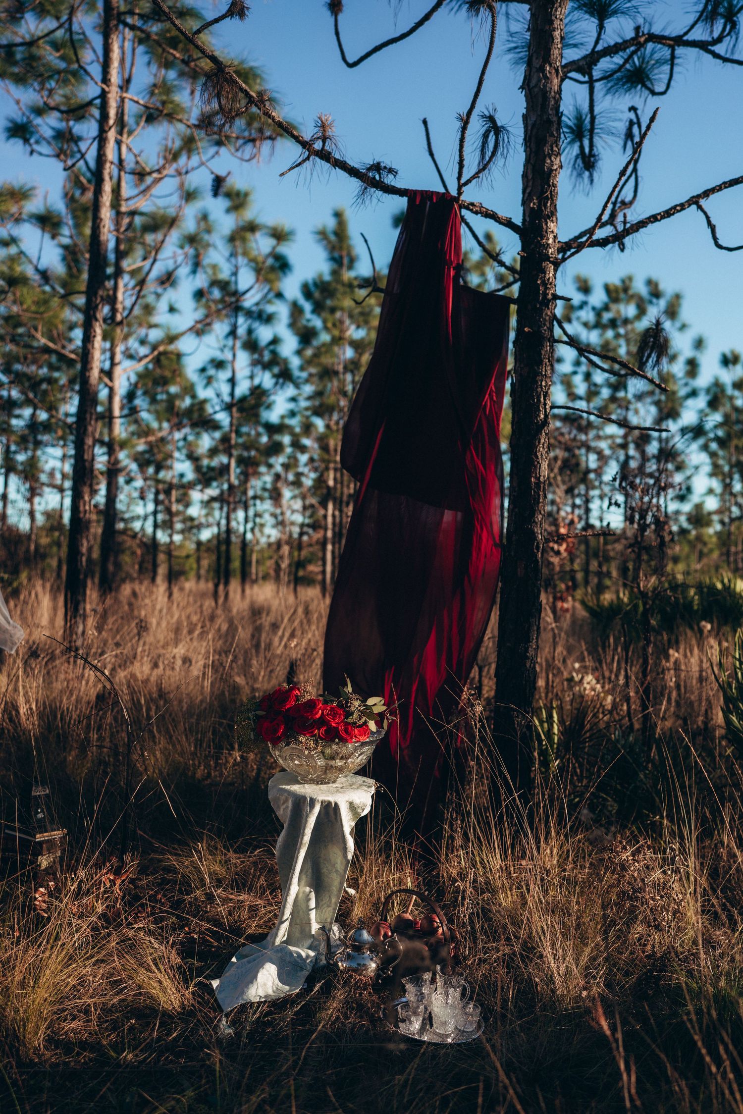 Red fabric draped on pine tree beside white pedestal with red roses in sunlit forest clearing.