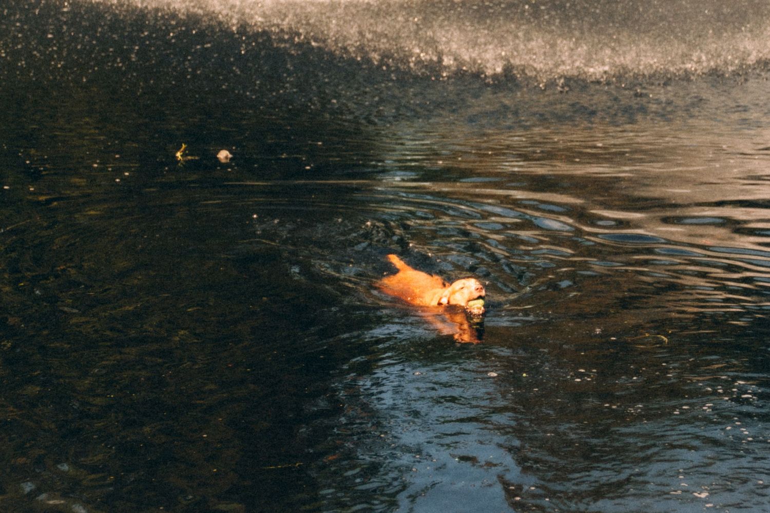 Dog swimming in dark water with ripples creating a serene reflection.