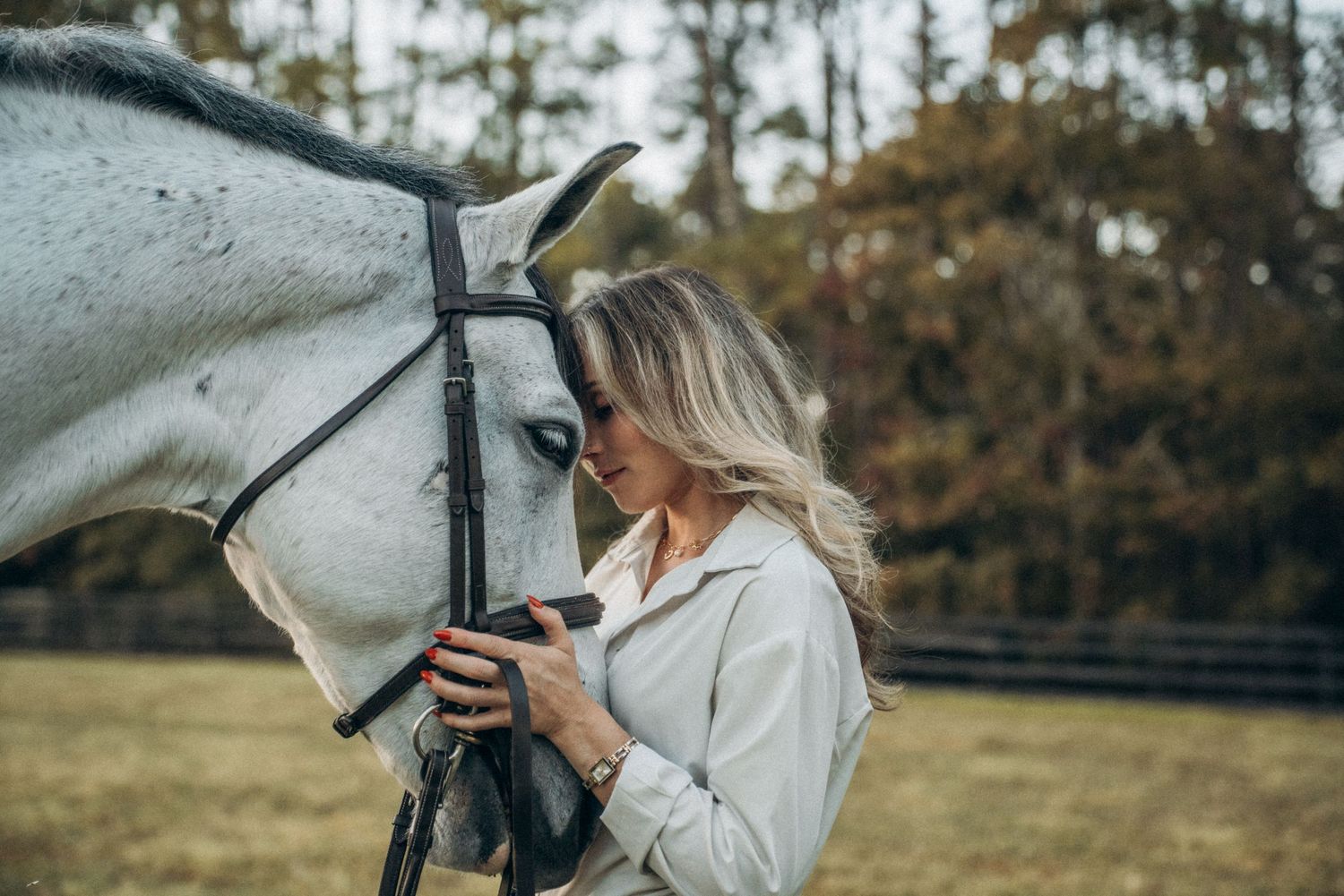 A close-up shot of a white horse with bridle being gently handled in an outdoor field setting.