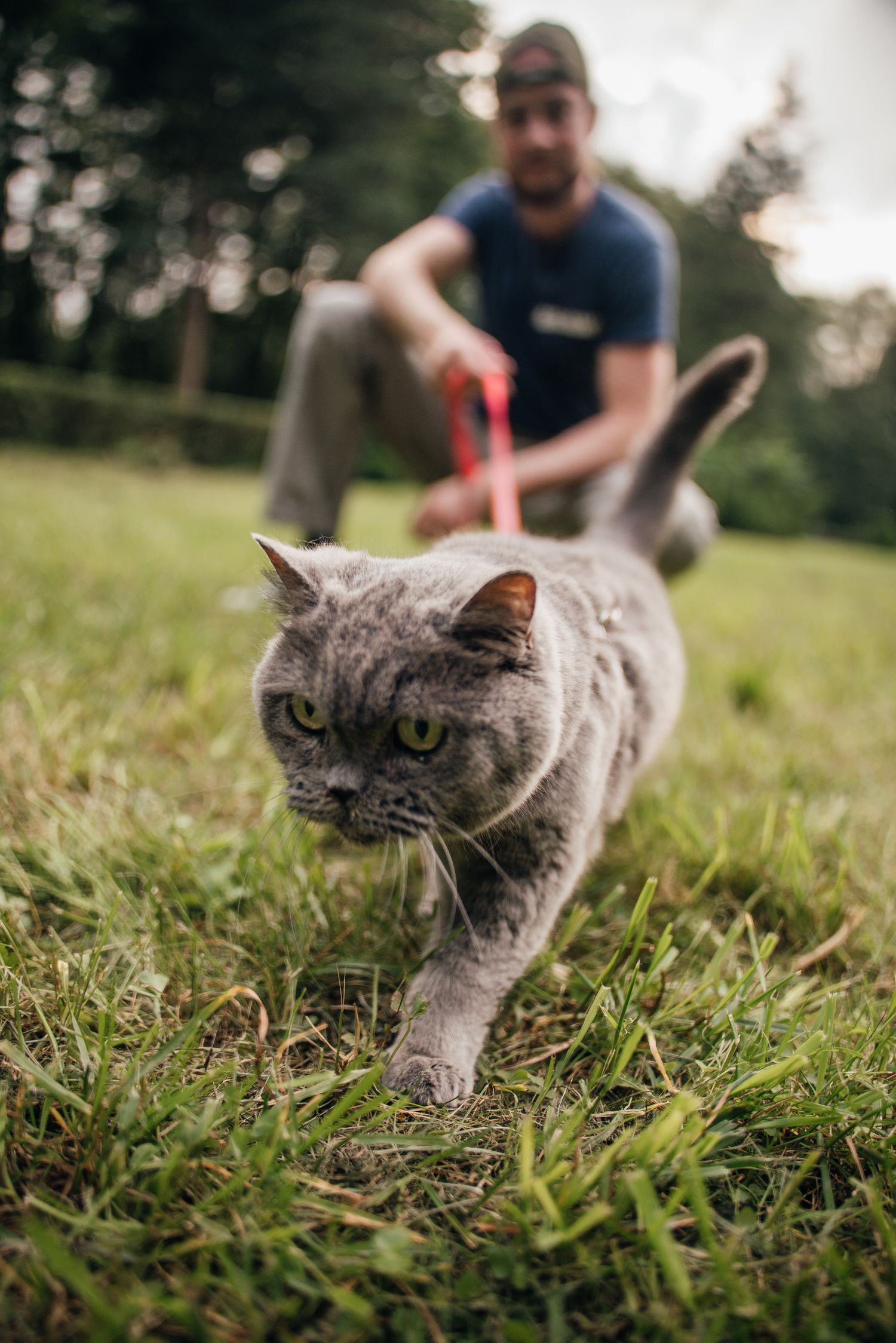 A gray British Shorthair cat on a leash walks through green grass while a man crouches in the background.