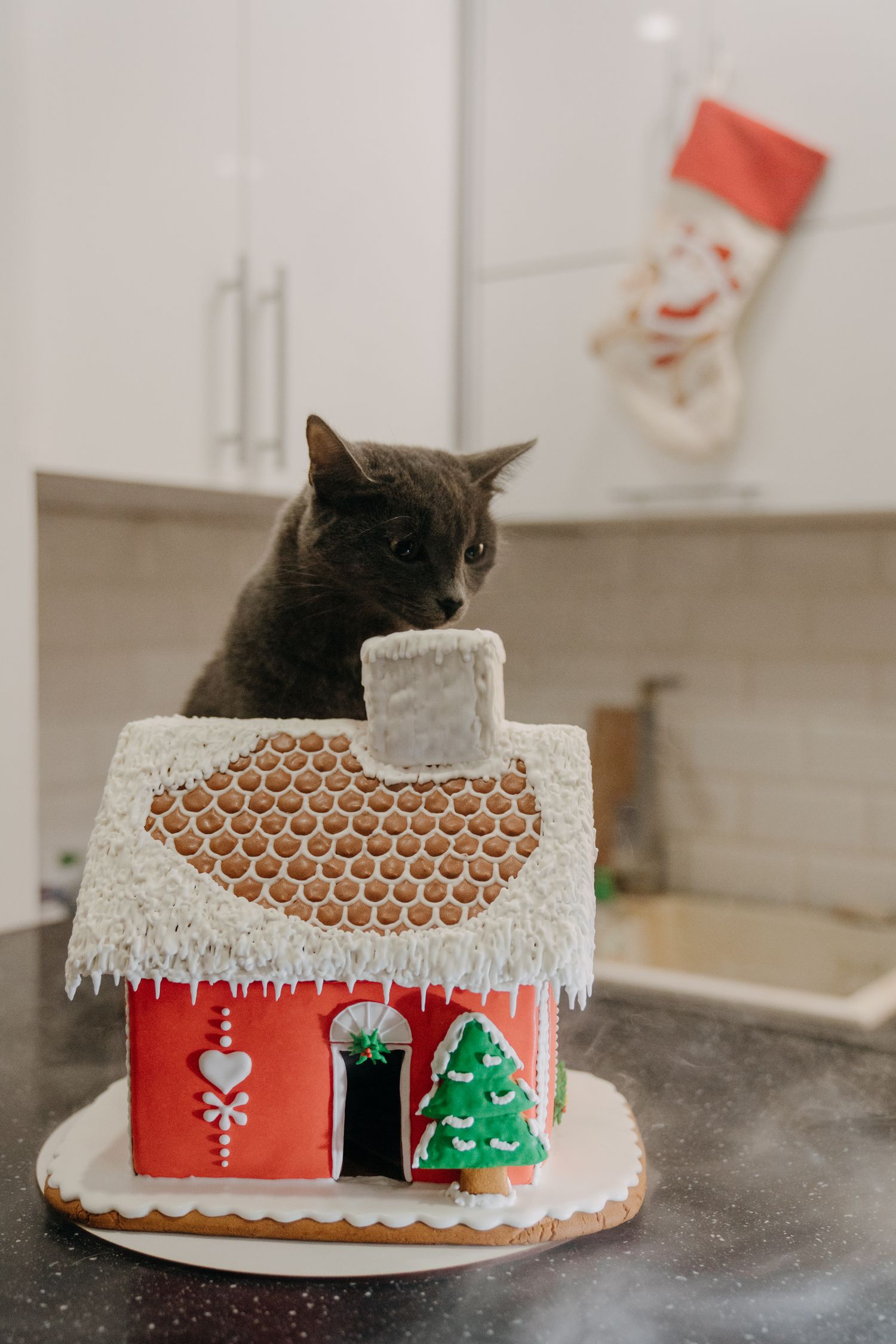 A gray cat peers over a decorated Christmas gingerbread house with a holiday stocking hanging in the background.