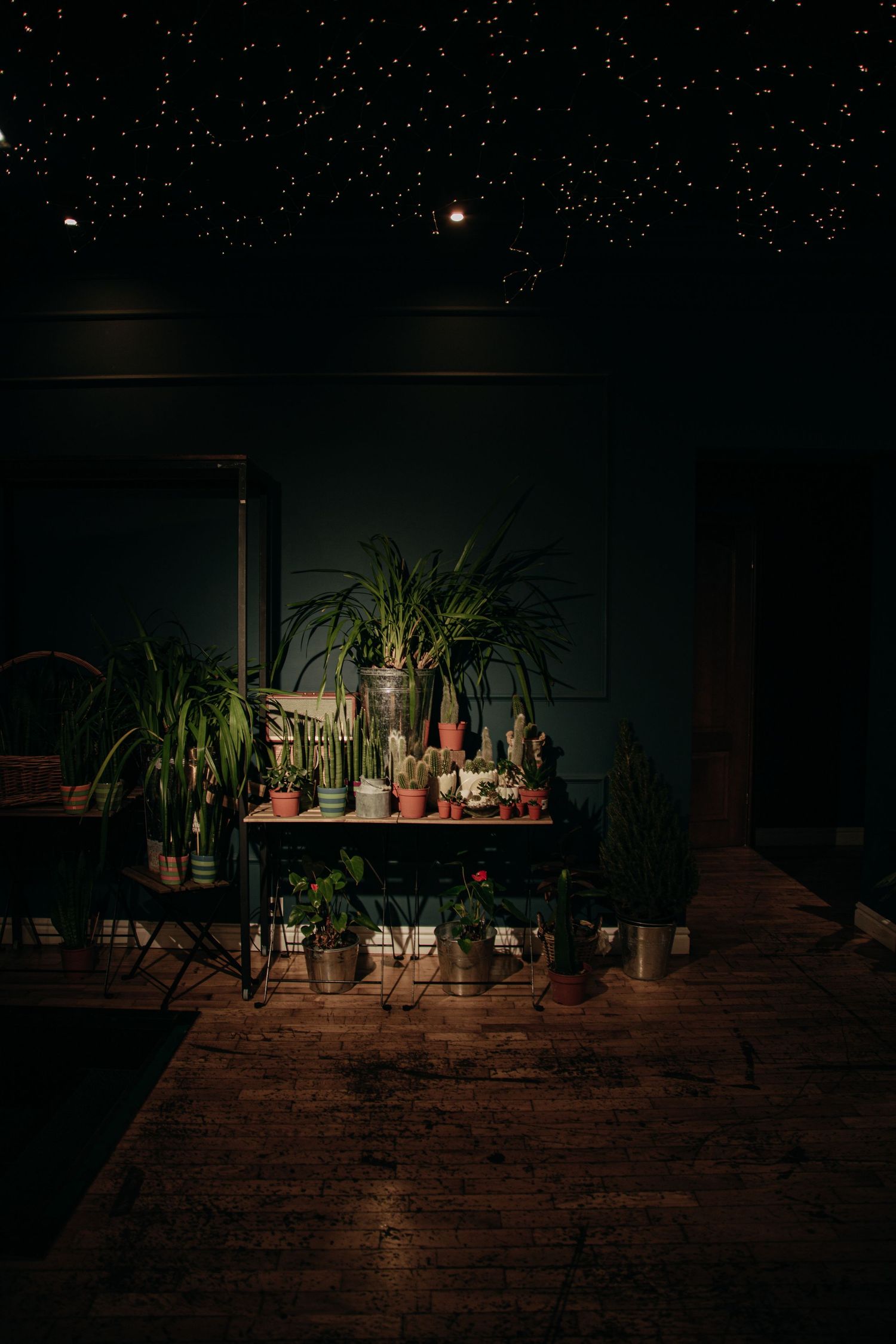 Dark moody room with potted plants on table under starlit ceiling on wooden floor.