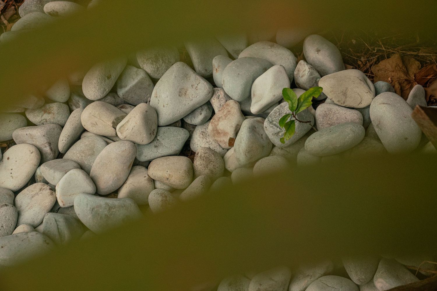 A small green seedling sprouting between smooth white river rocks, surrounded by blurred green foliage.