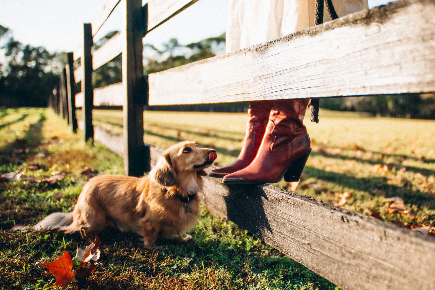 A dog excitedly greets someone on a fenced pathway while horses graze in the sunlit field.
