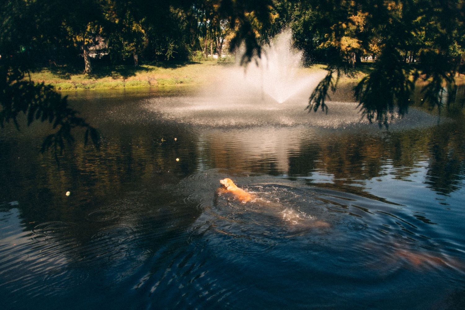 Dog jumping into a tranquil lake surrounded by trees during a peaceful afternoon.