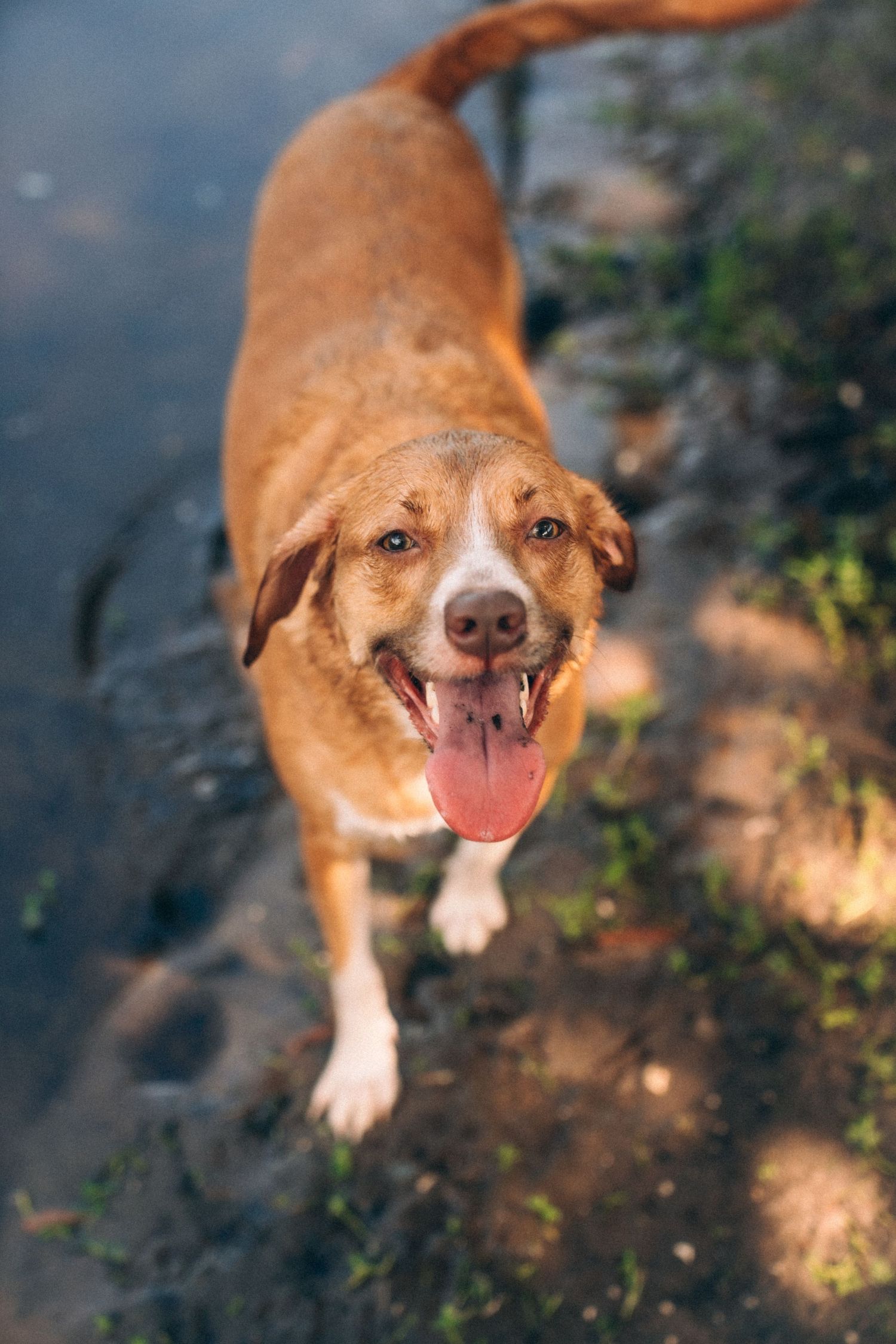Brown dog with a joyful expression running along the water's edge on a sunny day.