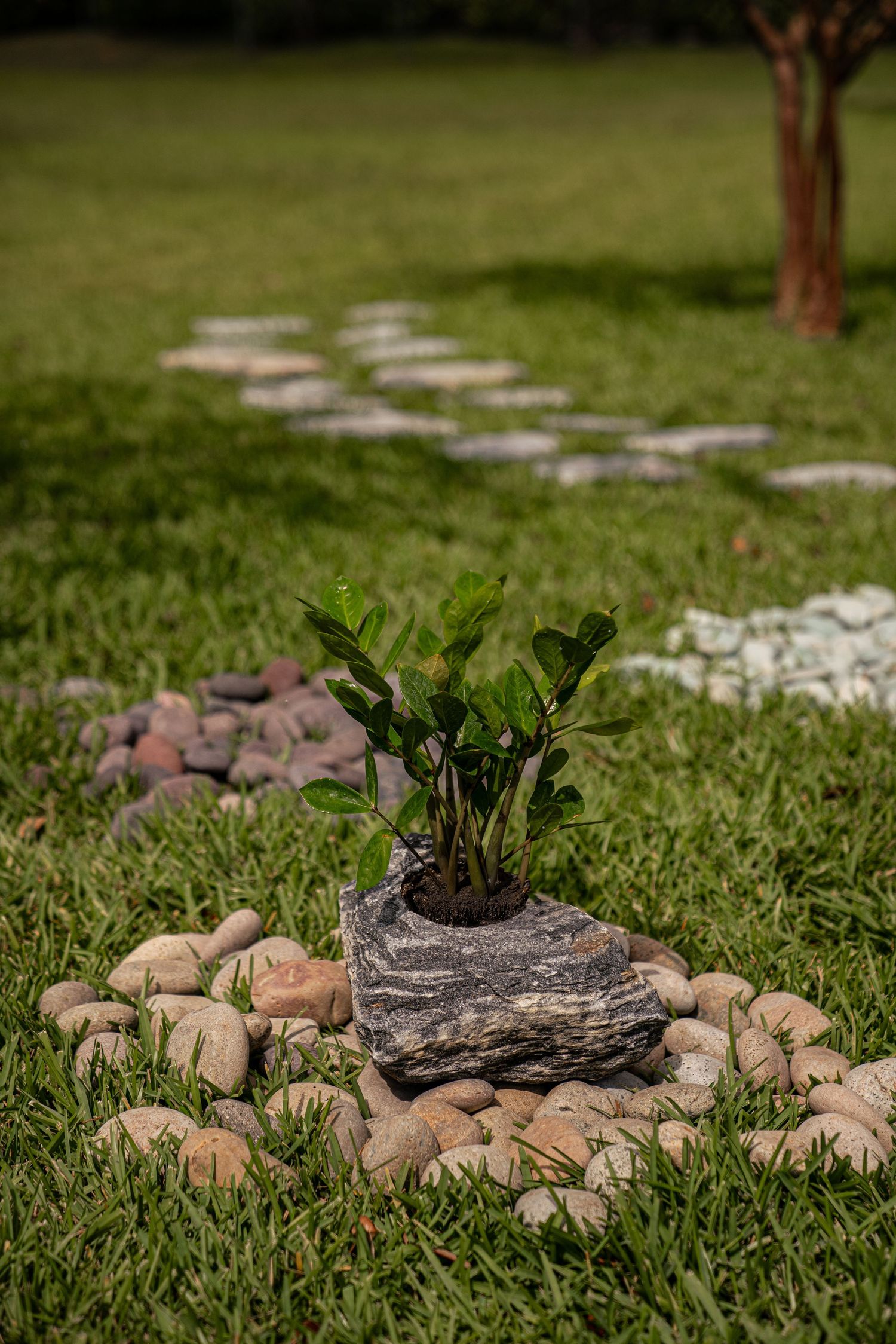 Small green plant growing from gray rock surrounded by river pebbles on grass with stone path.