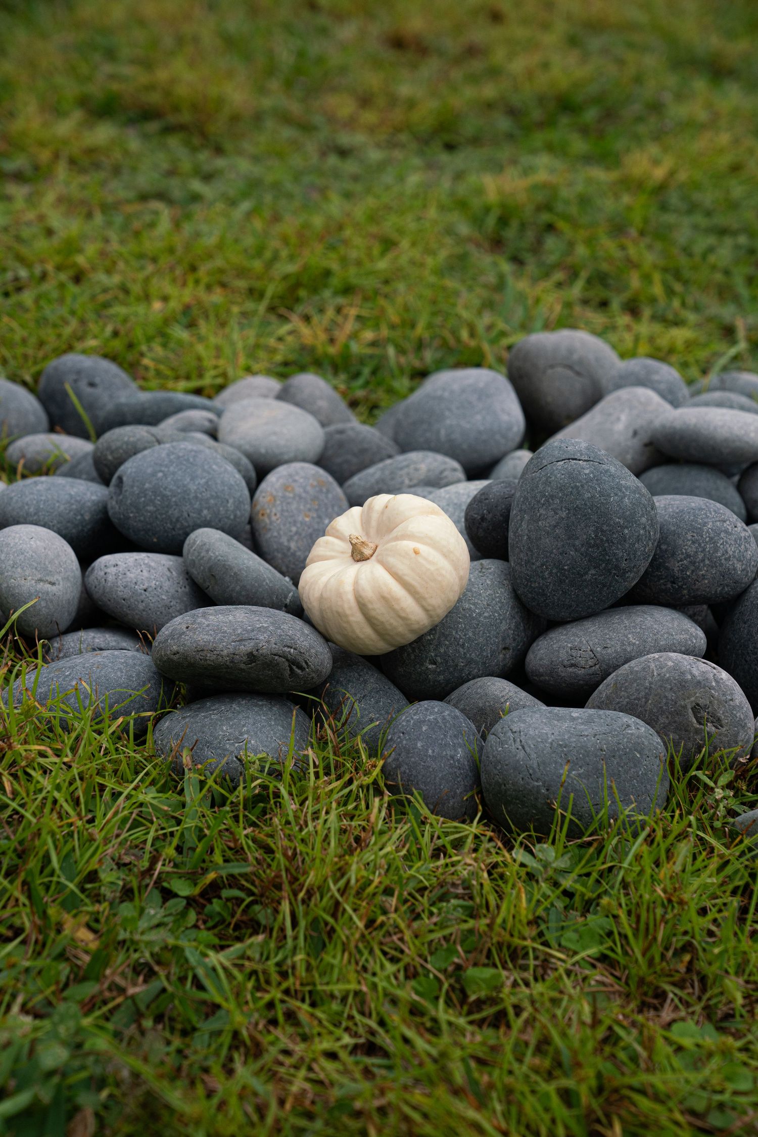 Small white pumpkin resting on a pile of smooth gray river rocks surrounded by green grass.