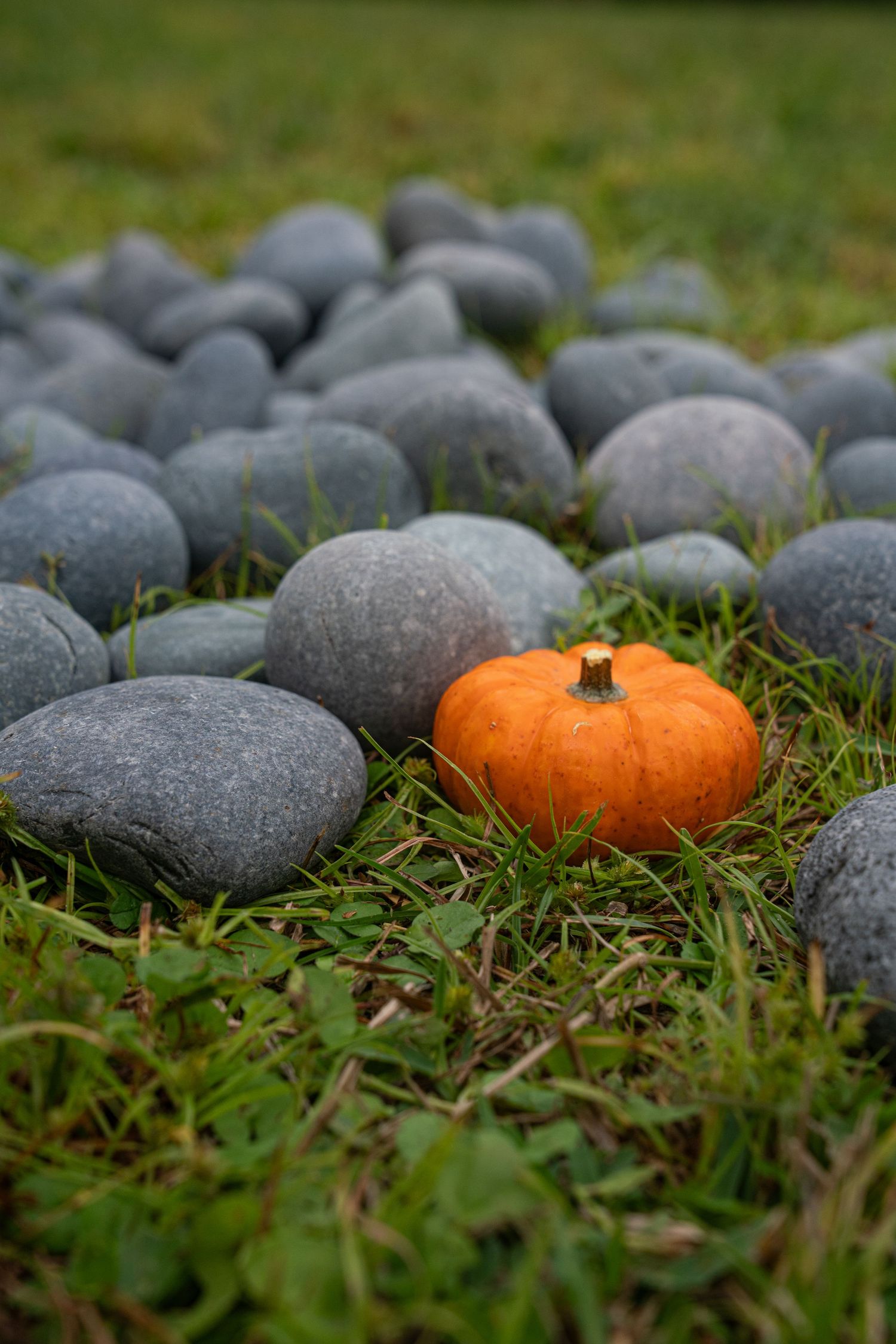 Small orange pumpkin surrounded by smooth gray rocks on green grass in an autumn garden setting.