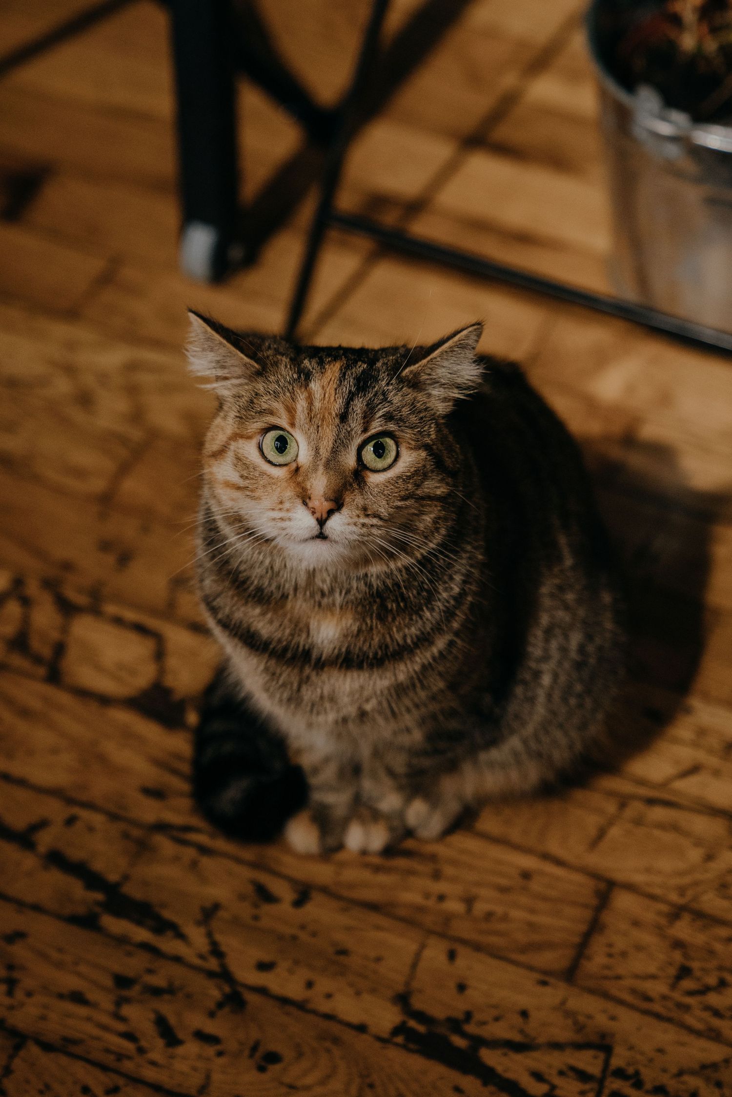 A tabby cat with green eyes sitting on a wooden floor, looking up attentively near a chair leg.