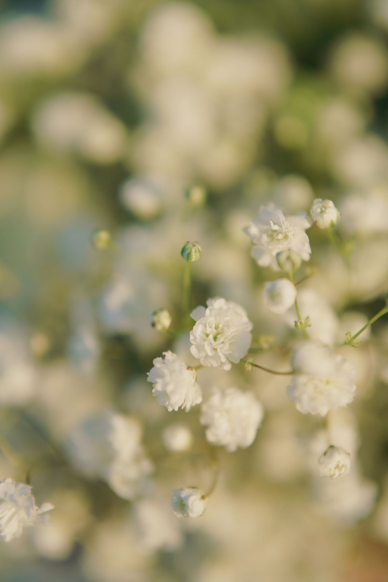 Delicate white baby's breath flowers in soft focus, creating an ethereal and romantic floral background.