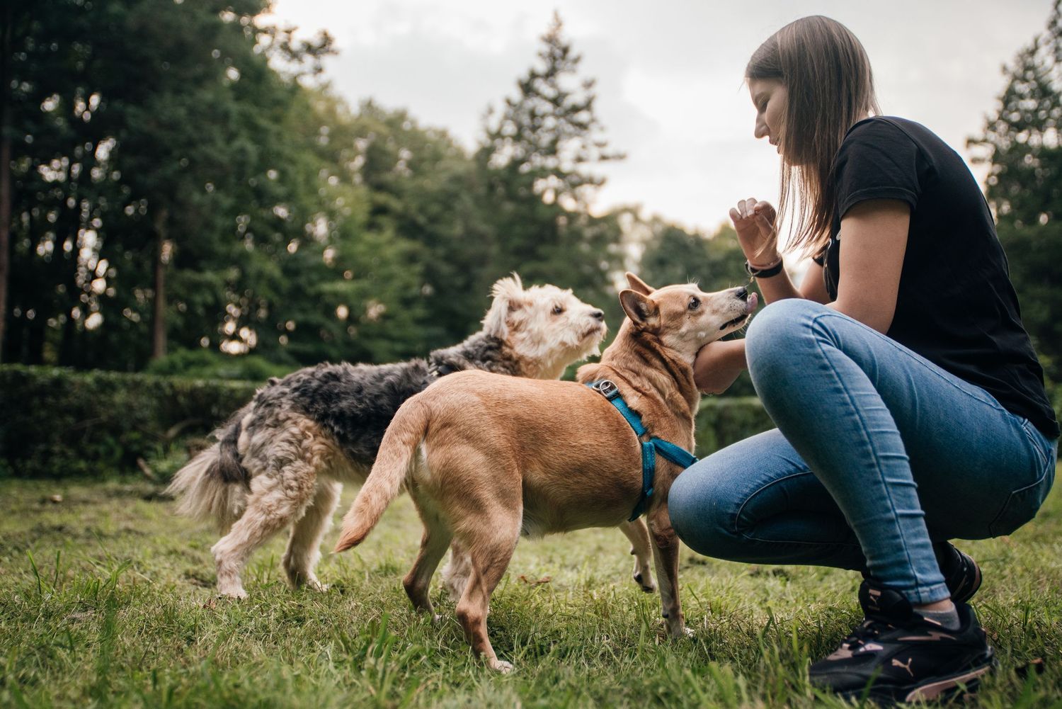 Young woman crouching in a park offering treats to two dogs, a gray terrier and a brown mixed breed.