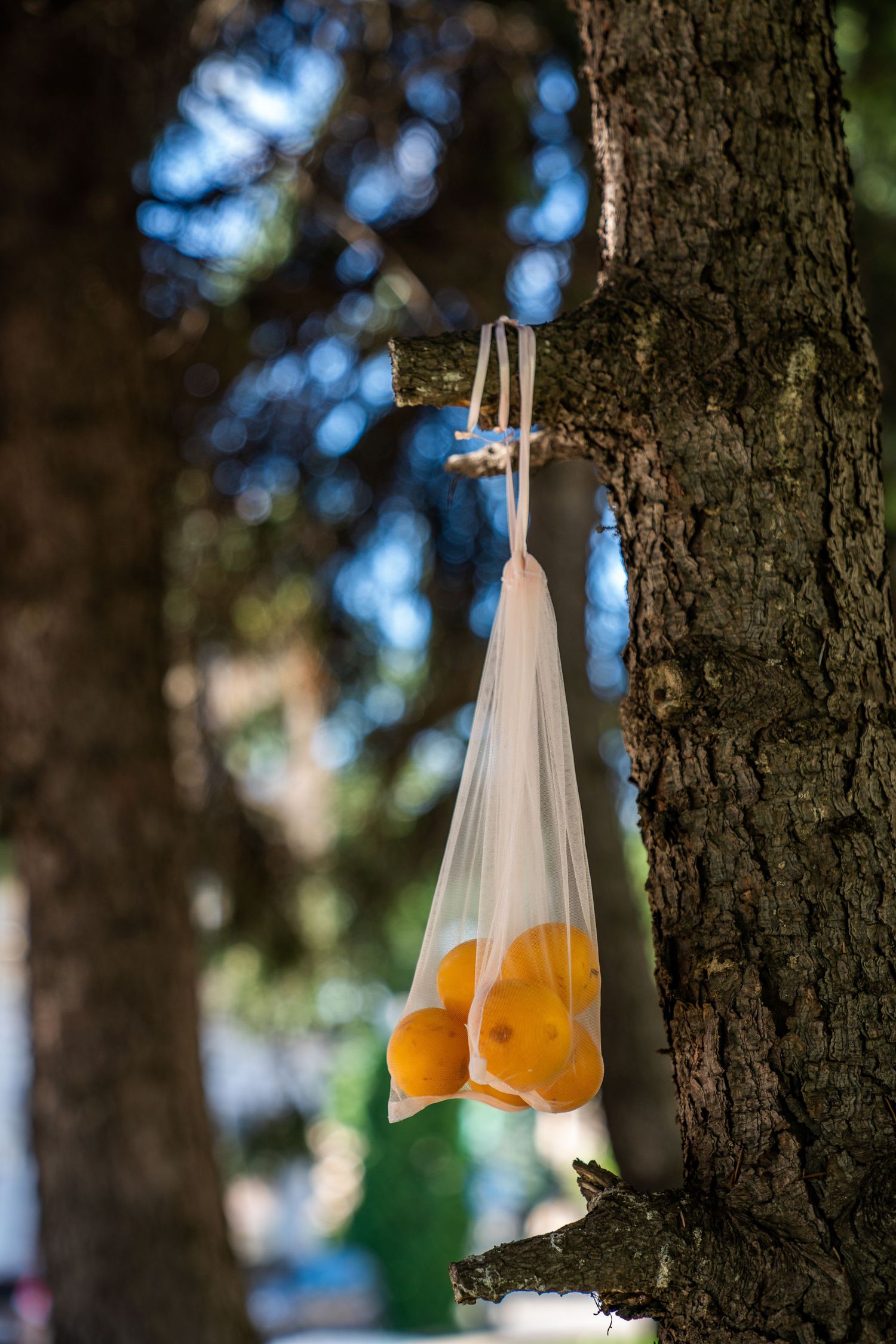 A mesh bag of fresh oranges hanging from a tree branch outdoors in a sunlit park setting.