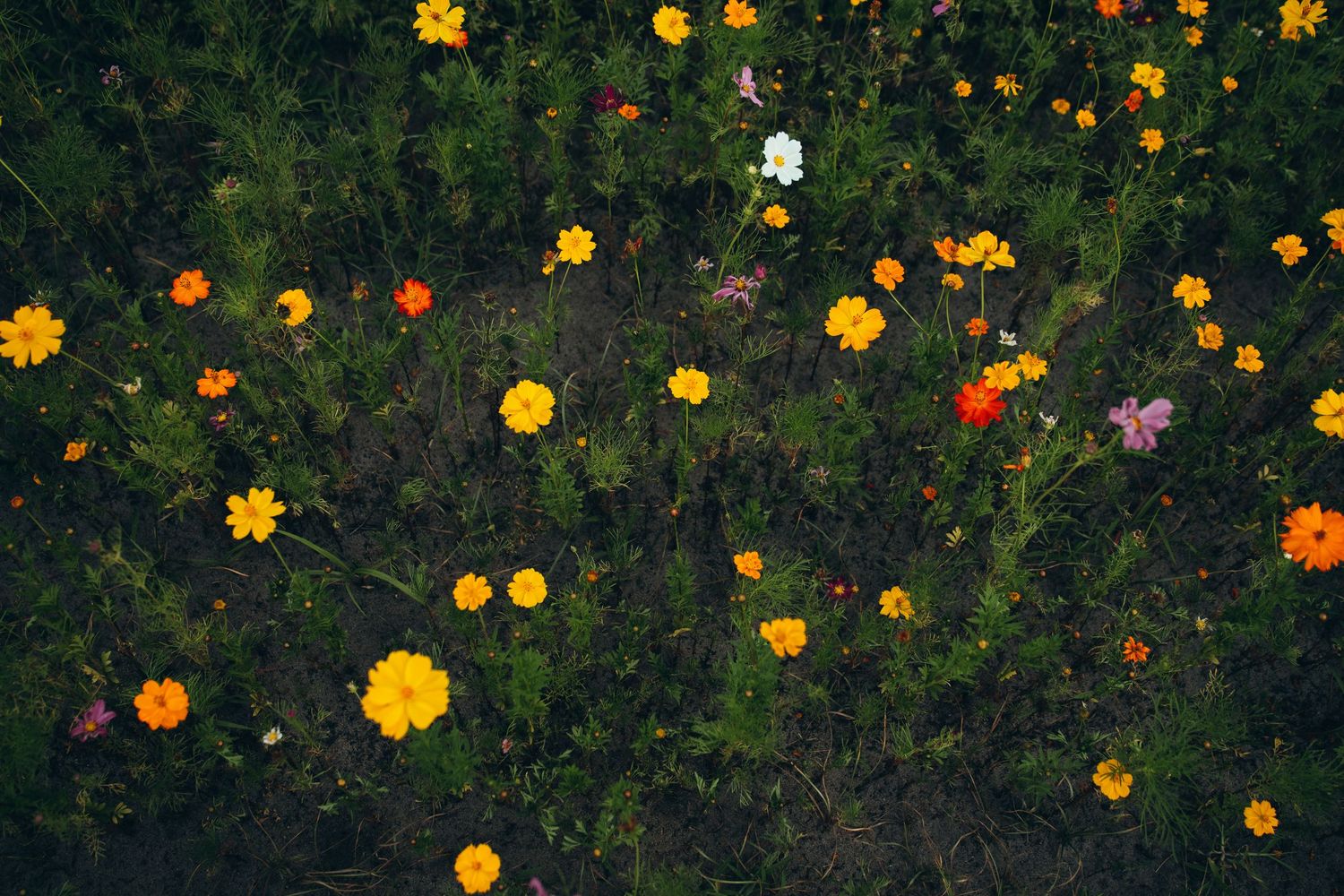 Aerial view of a vibrant wildflower meadow with yellow, orange, and white blooms nestled among lush green foliage.