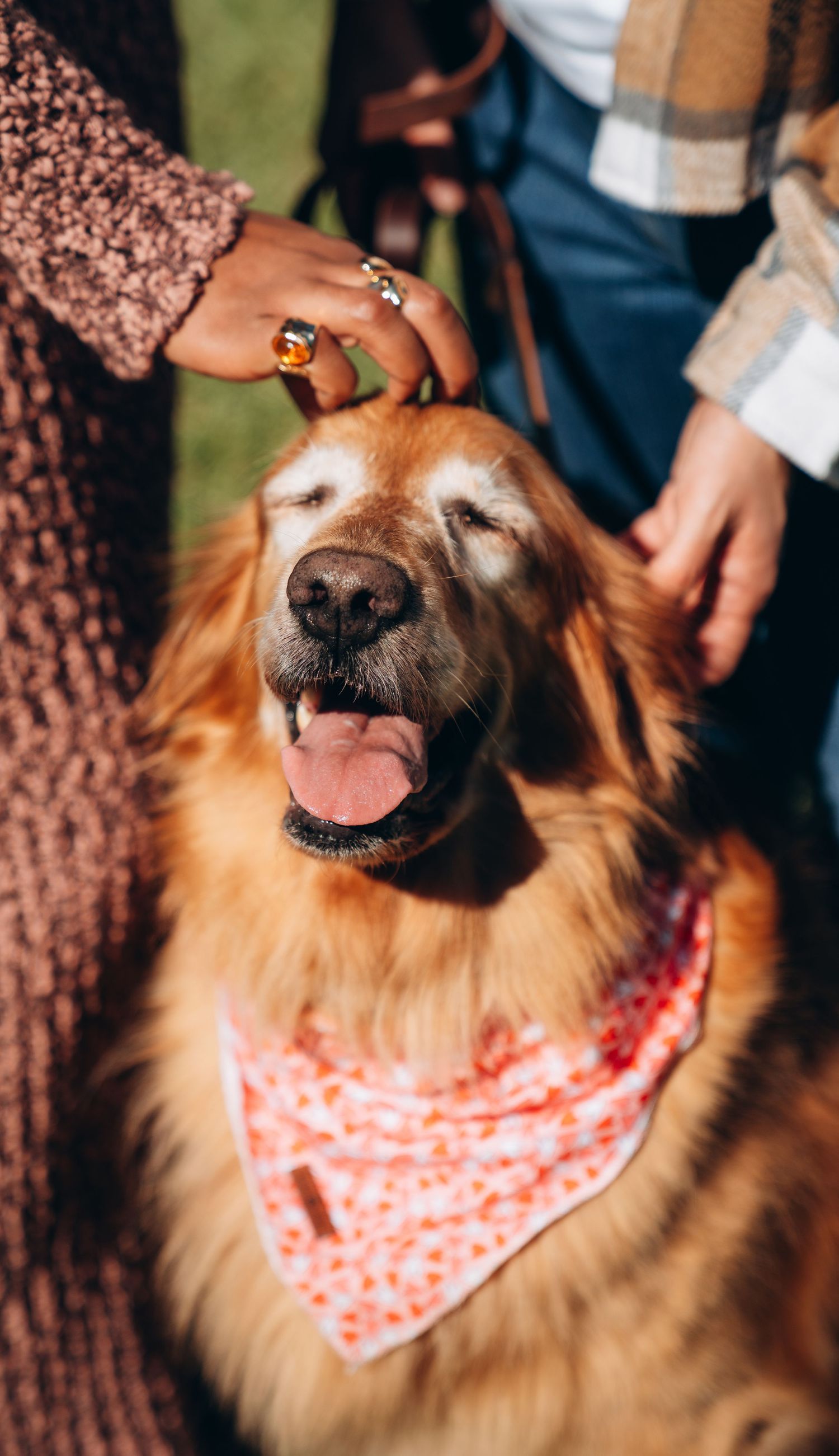 A happy golden retriever wearing a red and white polka dot bandana shows a big smile in a series of close-up shots.
