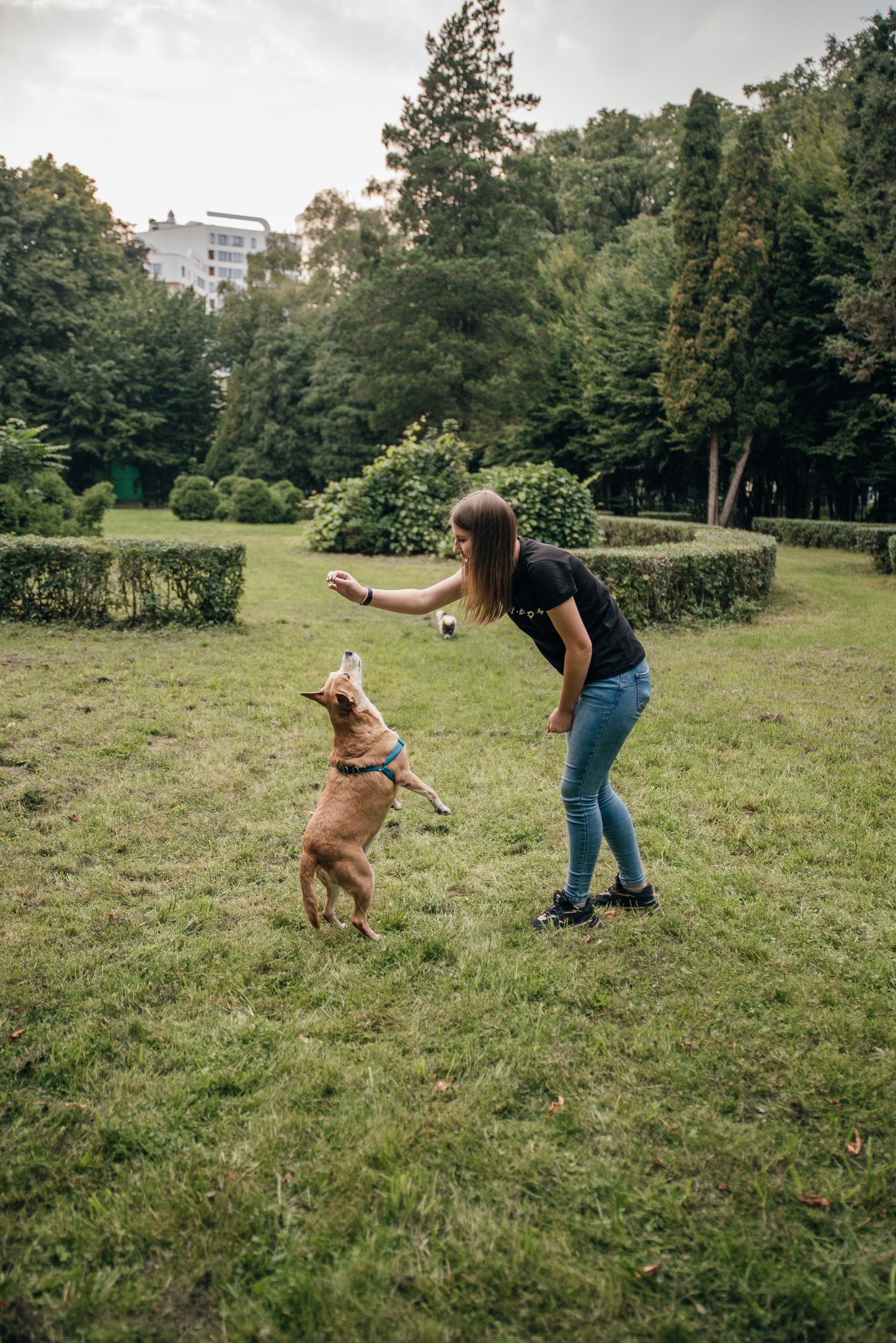 Young woman in black shirt training a brown dog to jump in a green park setting.