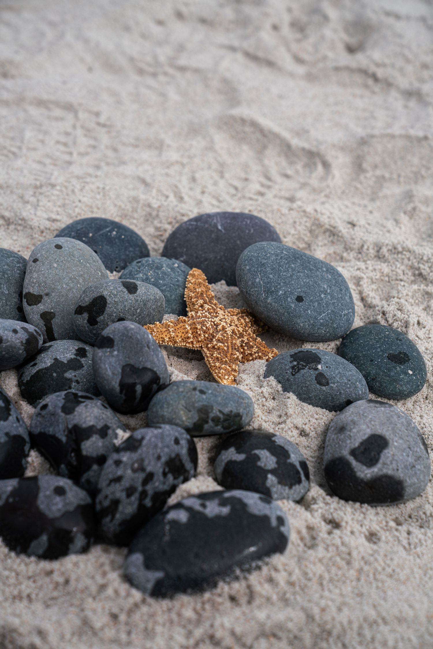 Dark speckled stones surrounding a golden starfish on sandy beach.