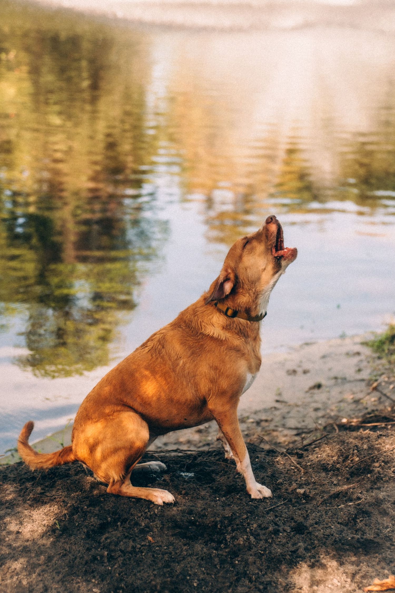 Brown dog sitting on shoreline looking up at water fountain in distance.