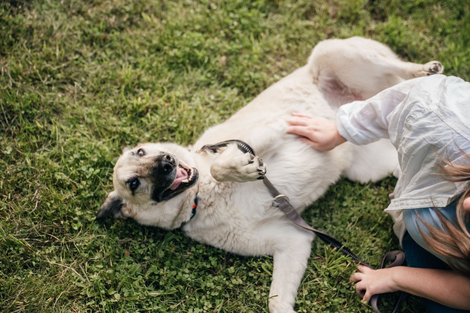 Happy dog rolling on green grass while being petted by a child outdoors.