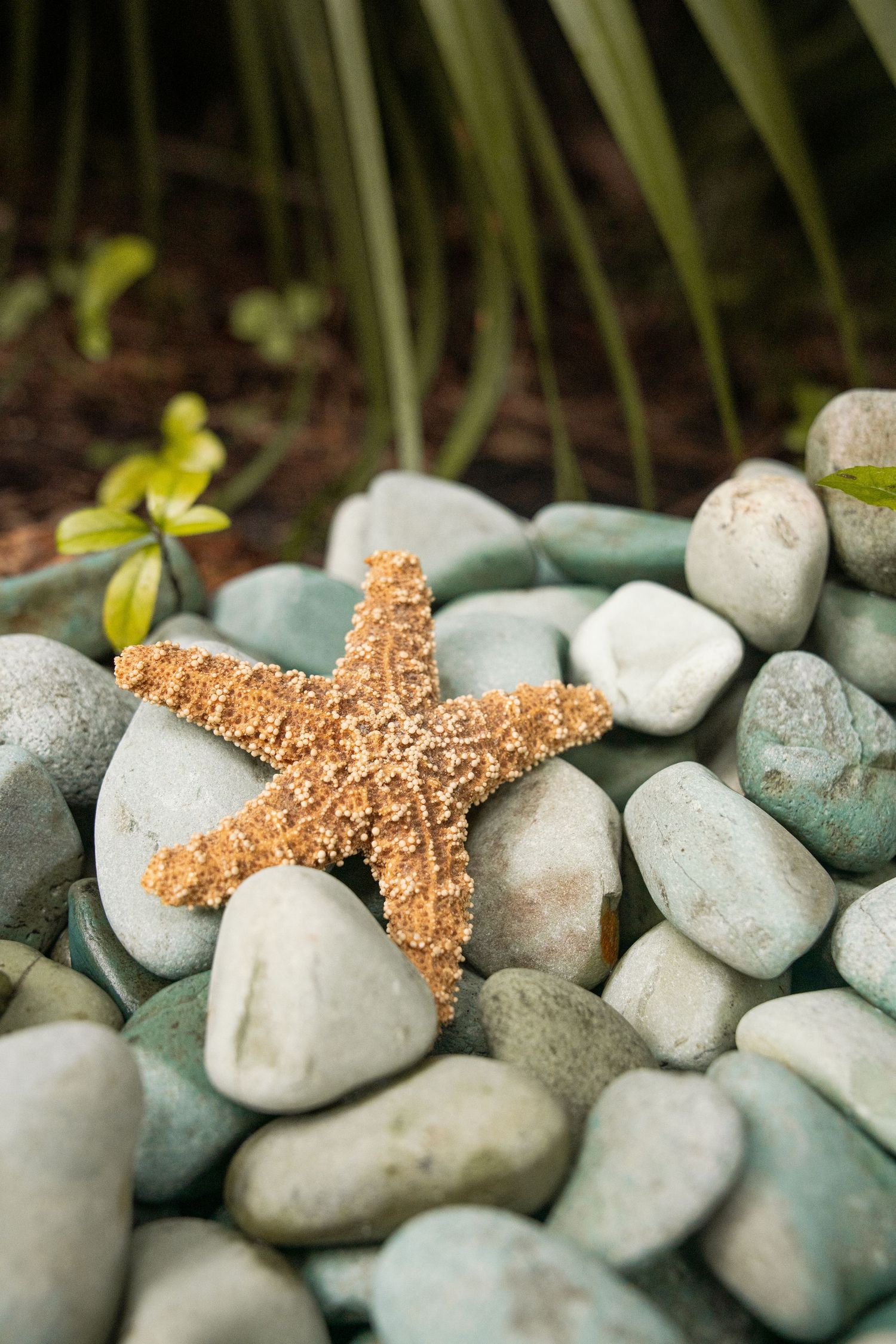 A textured orange starfish resting on smooth grey and green pebbles with lush green plants in the background.