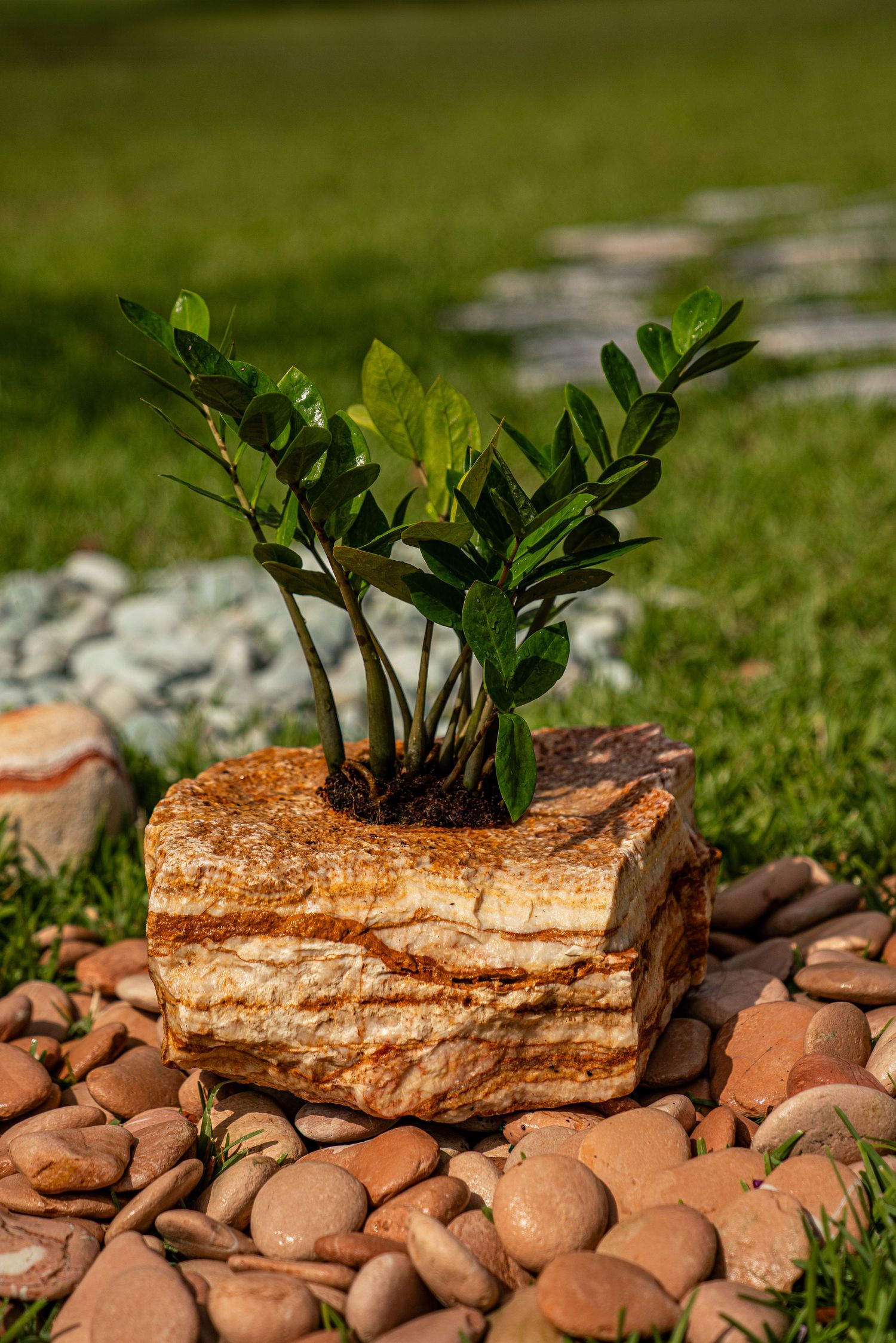 Small green ZZ plant growing from a layered sandstone rock surrounded by orange pebbles on grass.