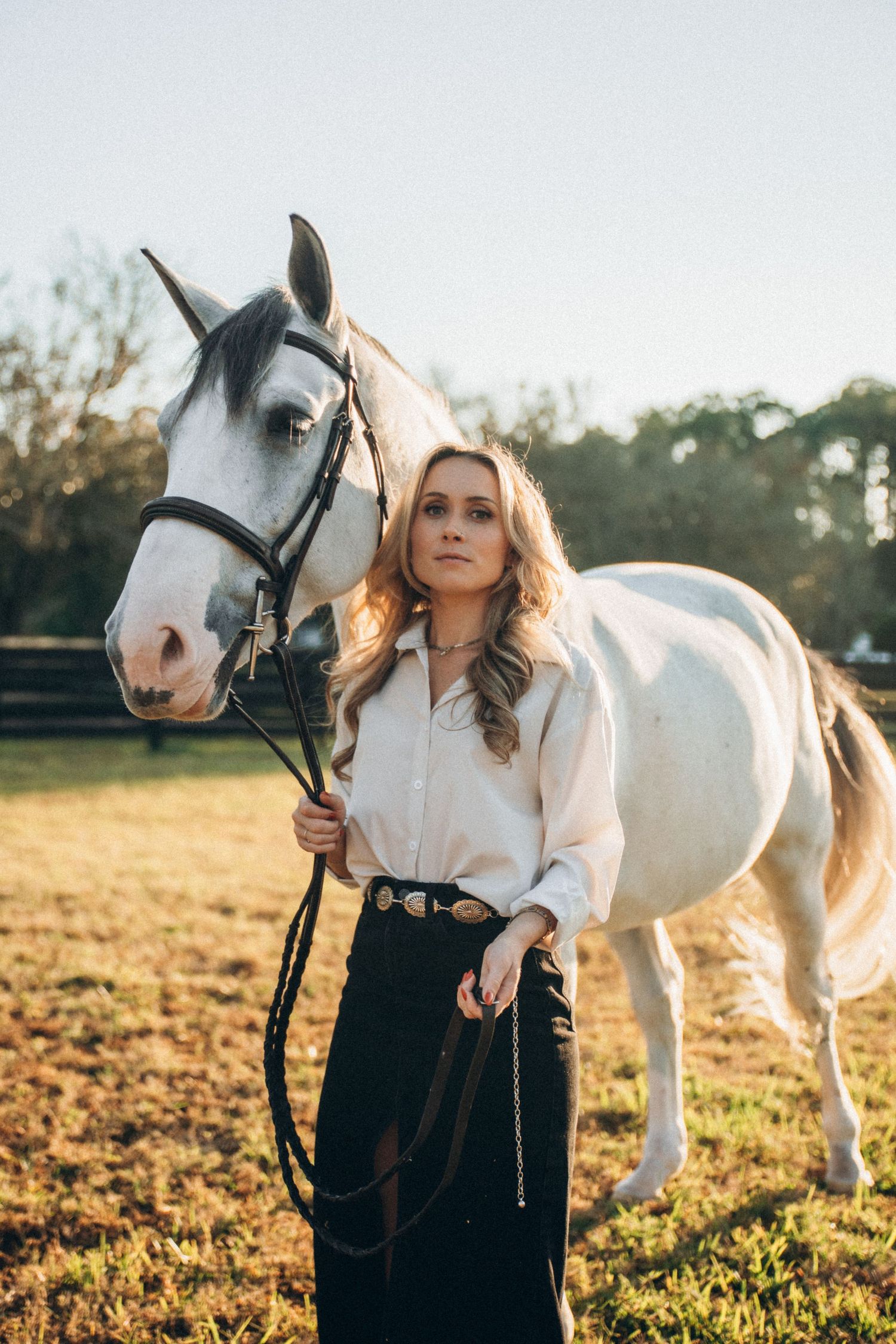 A beautiful white horse and its companion stand in a golden sunlit field during sunset.