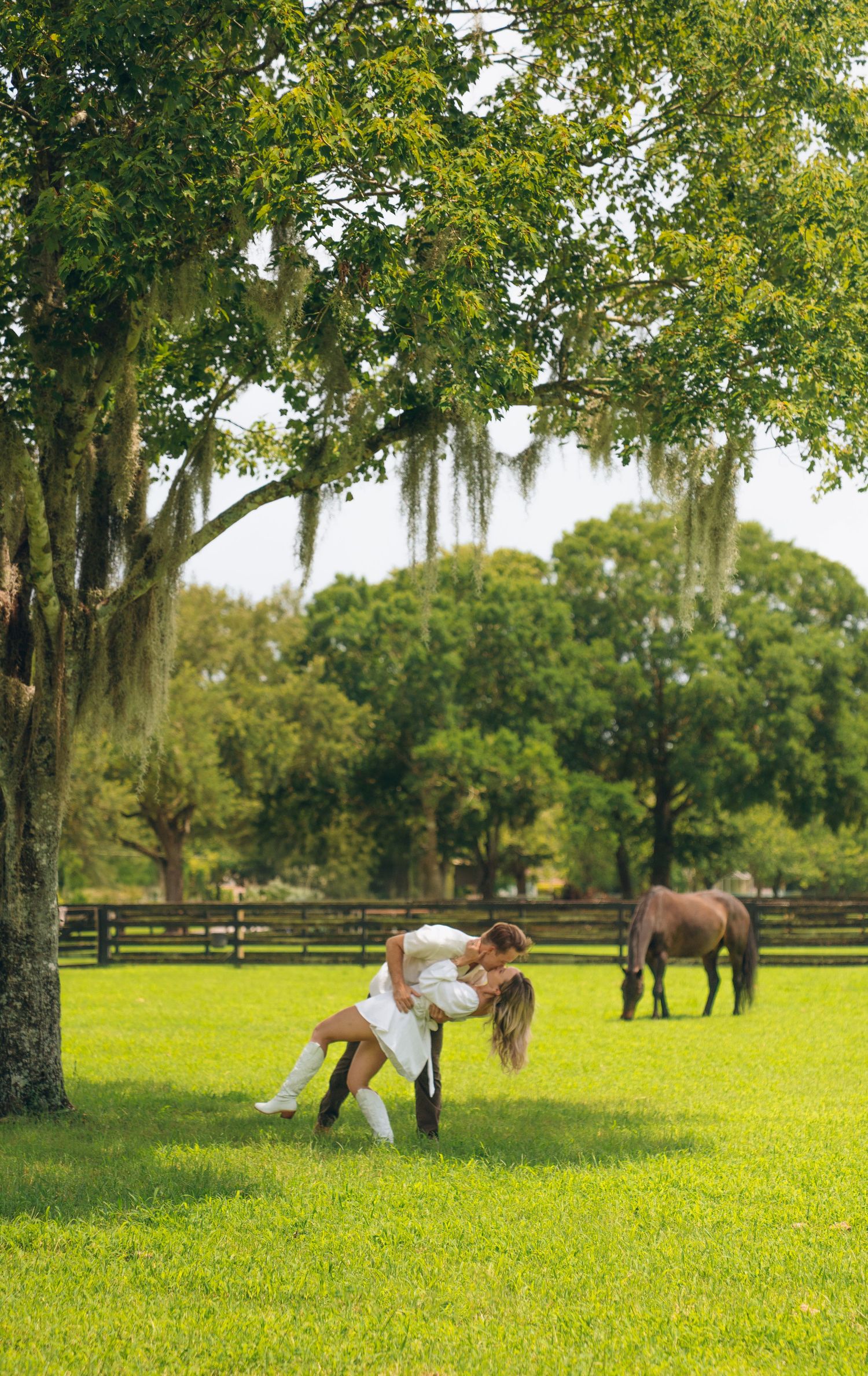 Romantic scene in a grassy field with Spanish moss hanging from oak trees and horses nearby.